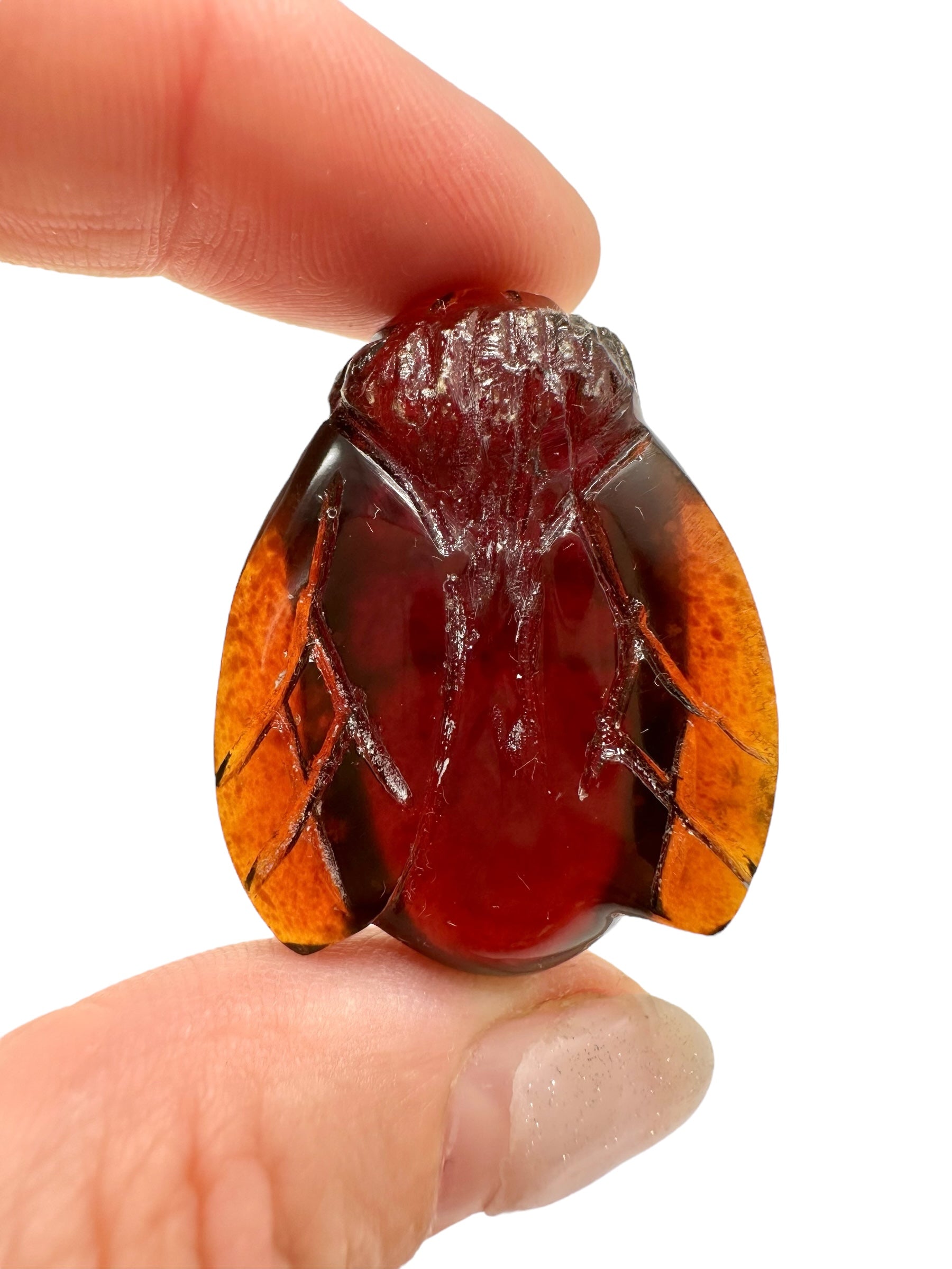 Amber bee – Sumatra, Indonesia - JV007