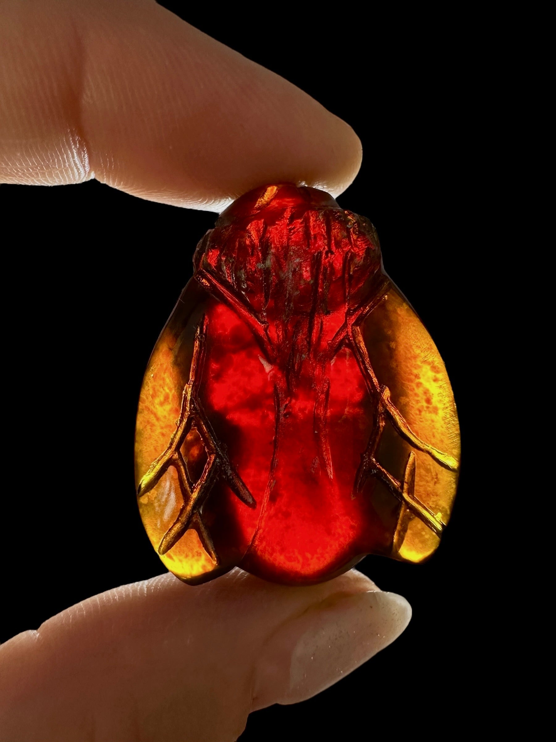 Amber bee – Sumatra, Indonesia - JV007