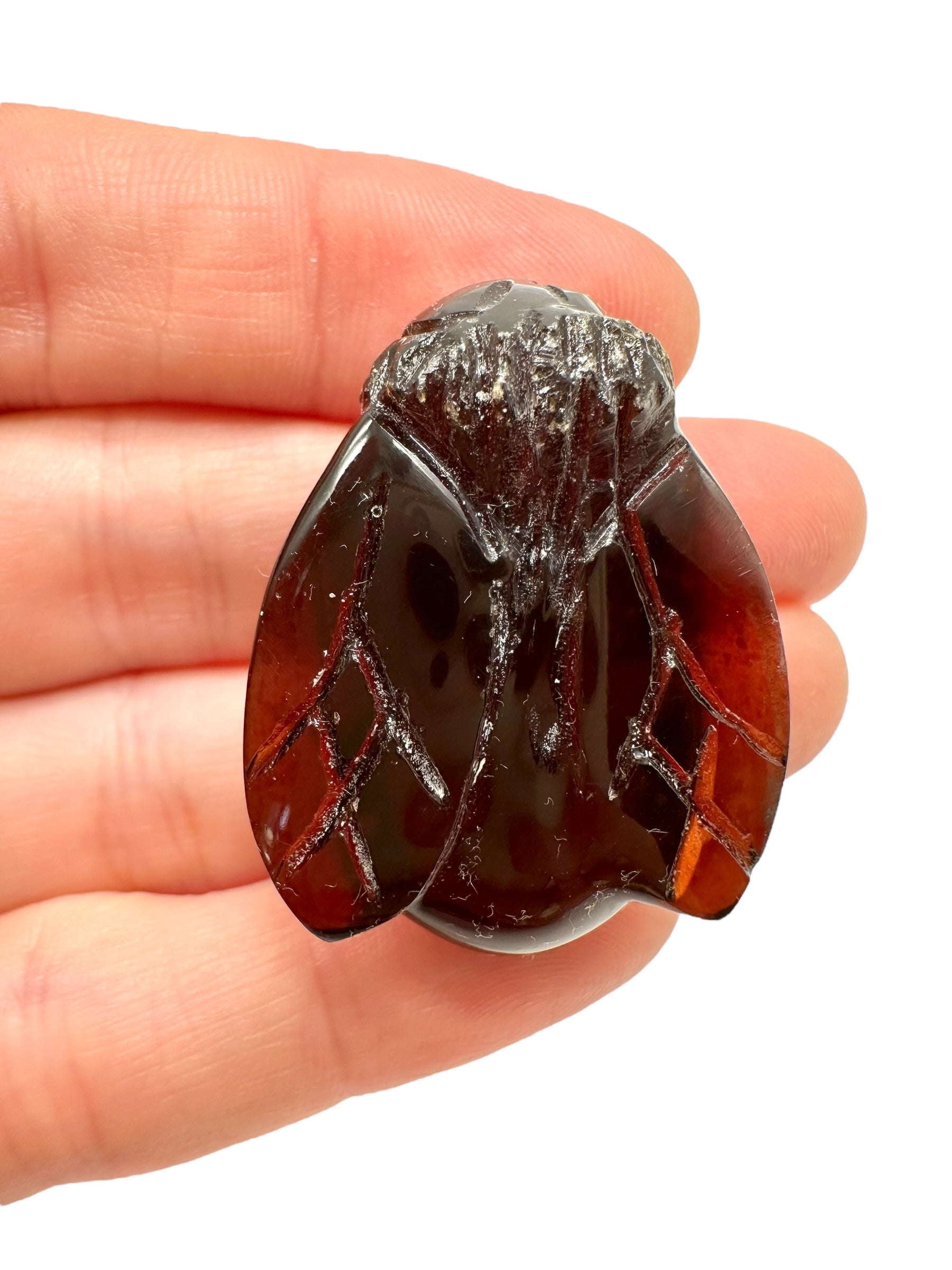 Amber bee – Sumatra, Indonesia