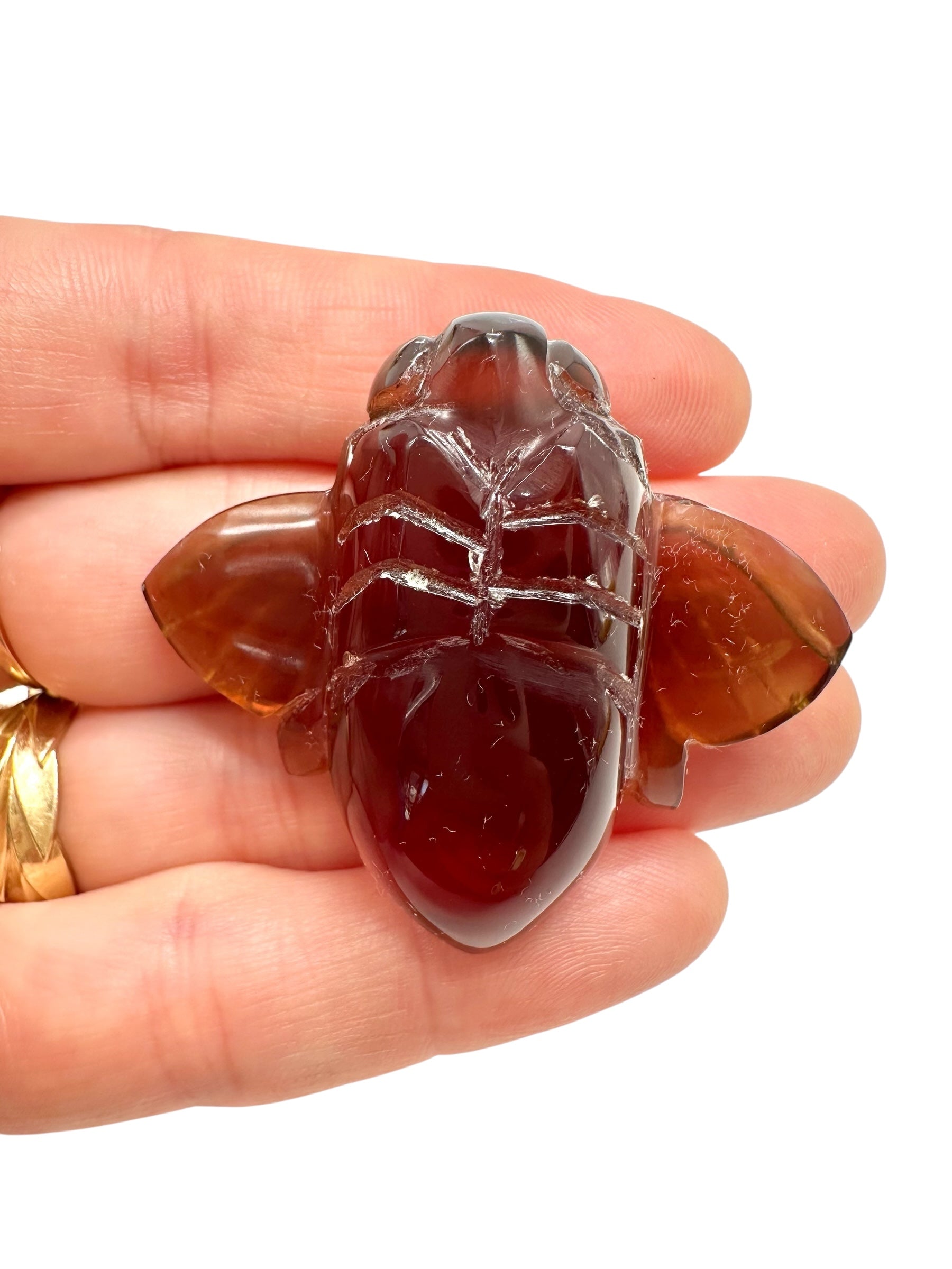 Amber bee – Sumatra, Indonesia - JV008