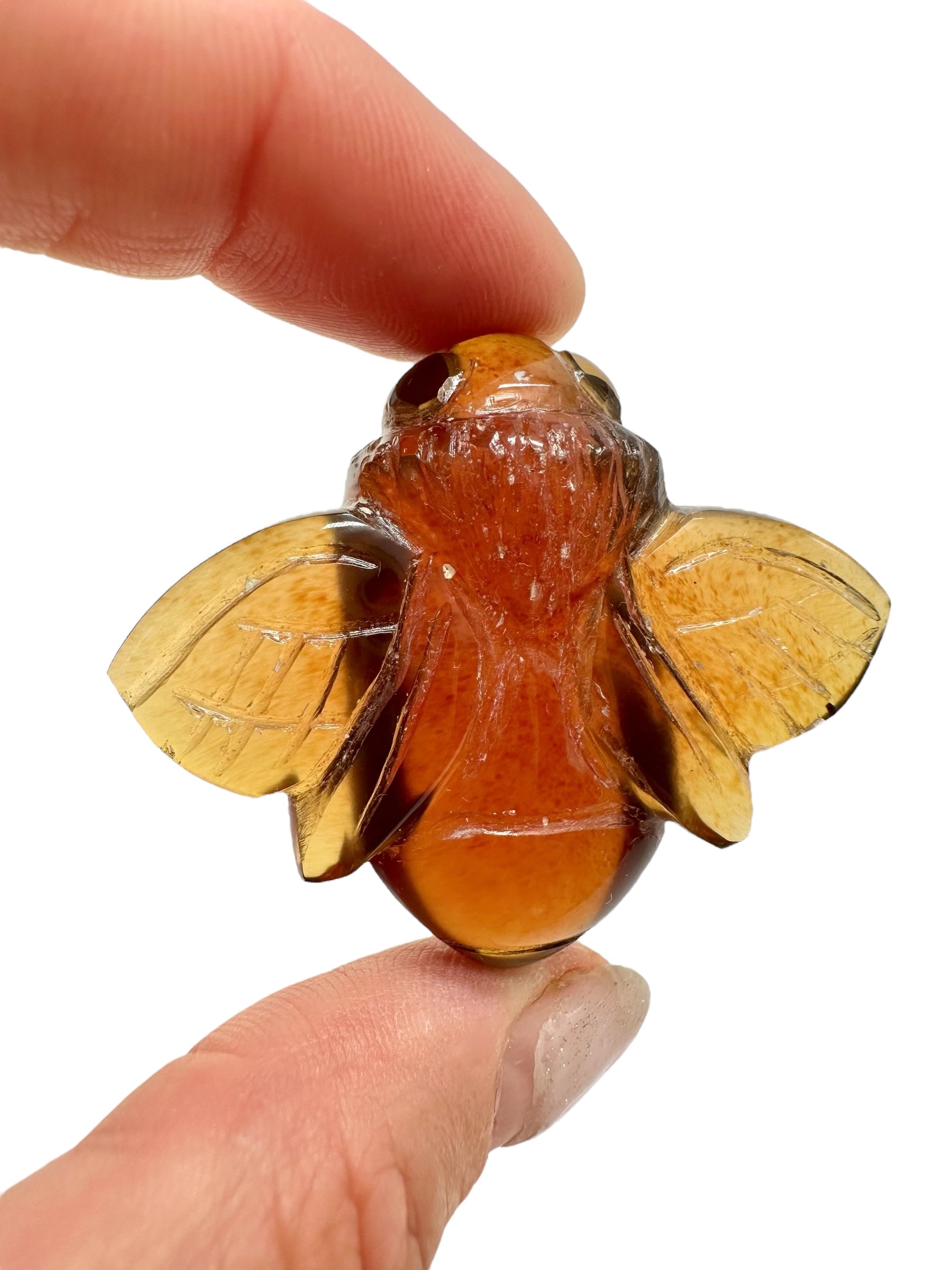 Amber bee – Sumatra, Indonesia - JV008