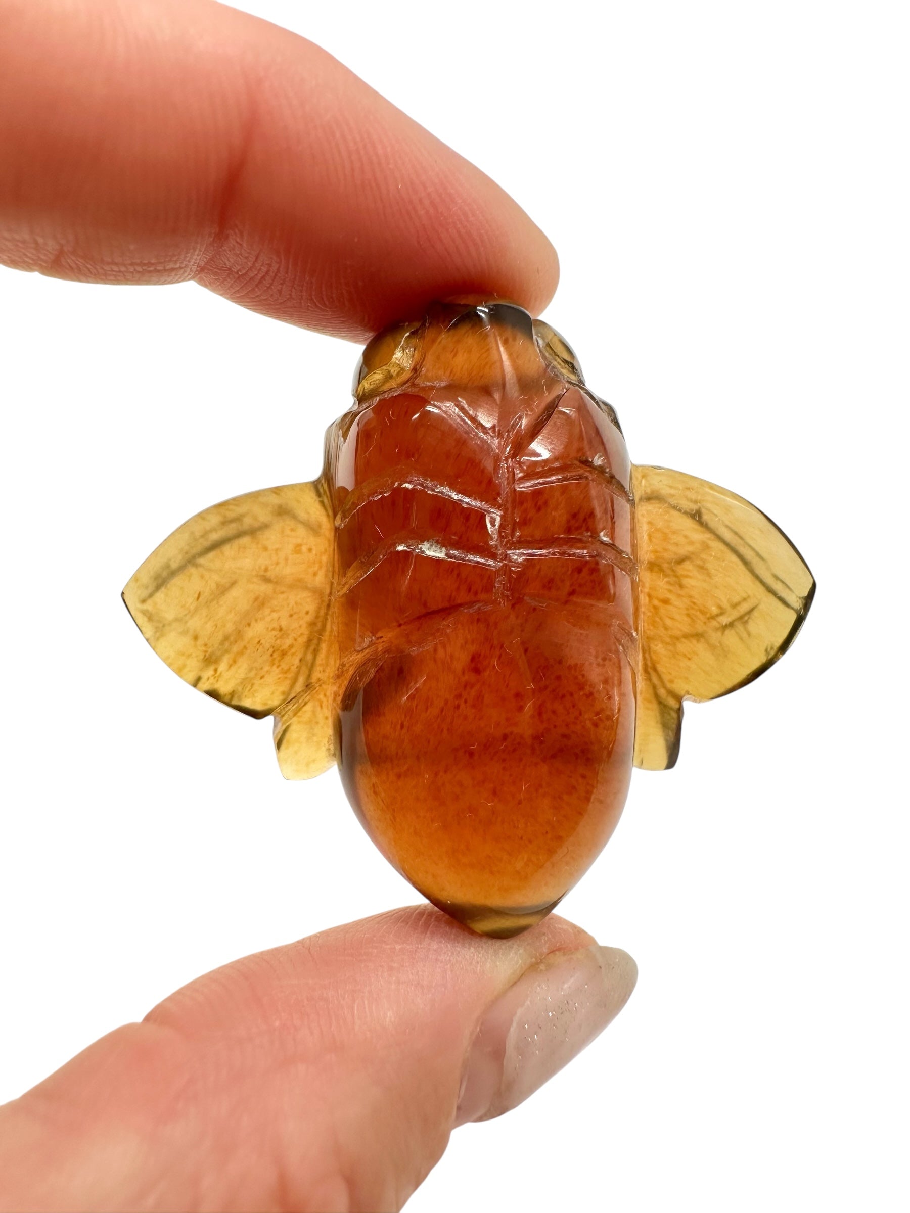 Amber bee – Sumatra, Indonesia - JV008