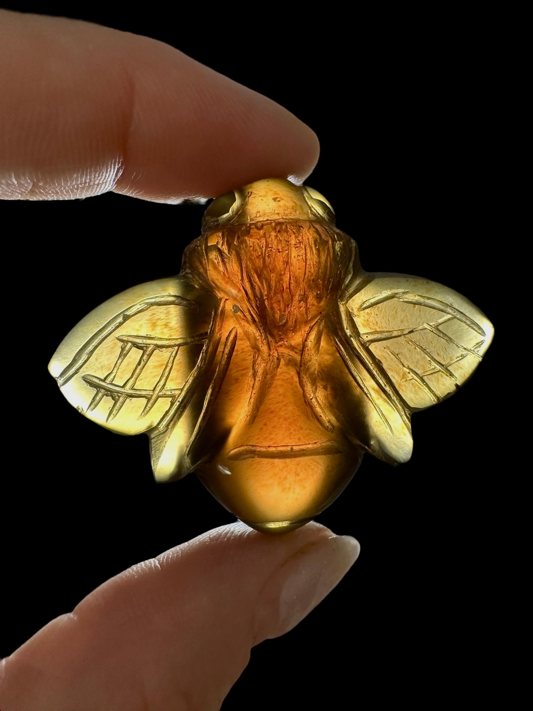 Amber bee – Sumatra, Indonesia - JV008