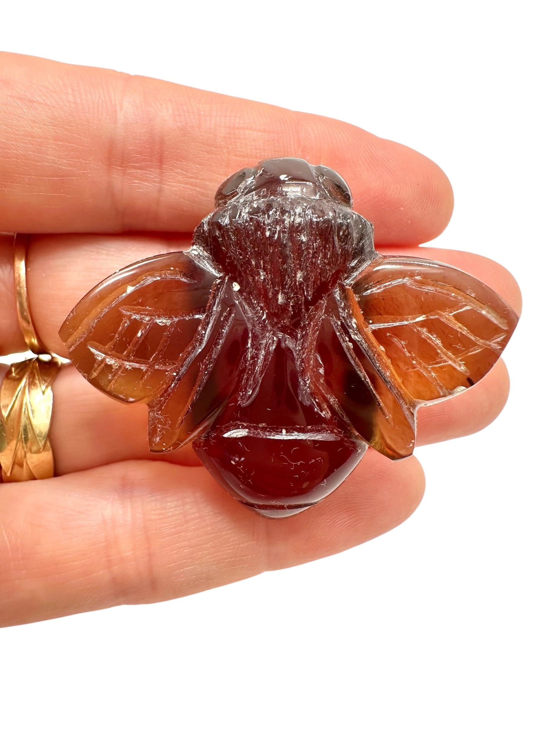 Amber bee – Sumatra, Indonesia