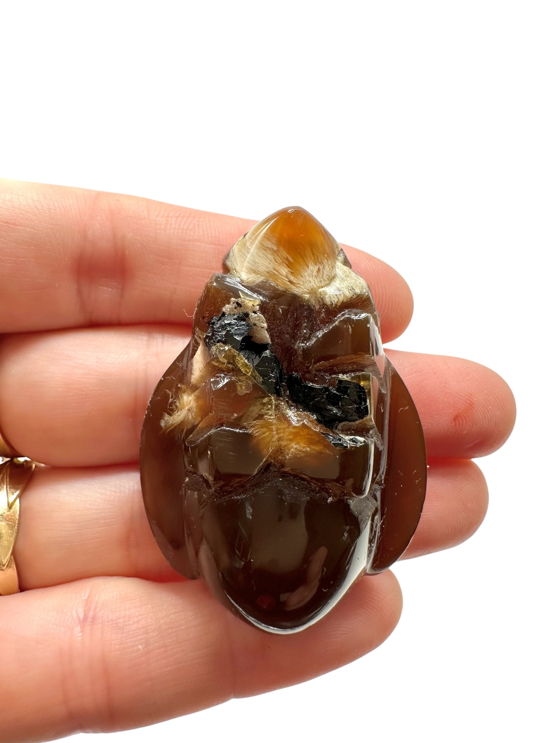 Amber bee – Sumatra, Indonesia - JV009