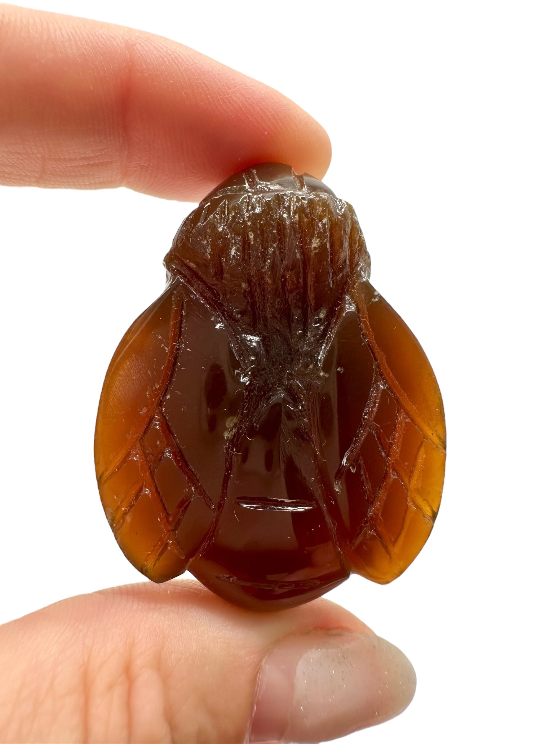 Amber bee – Sumatra, Indonesia - JV009