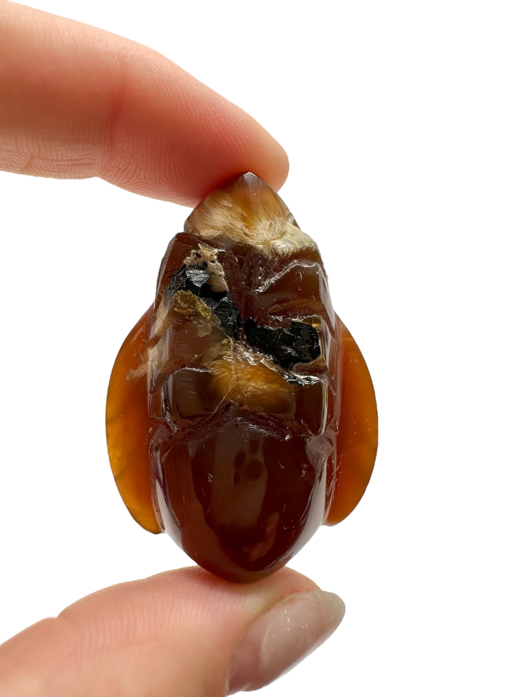 Amber bee – Sumatra, Indonesia - JV009