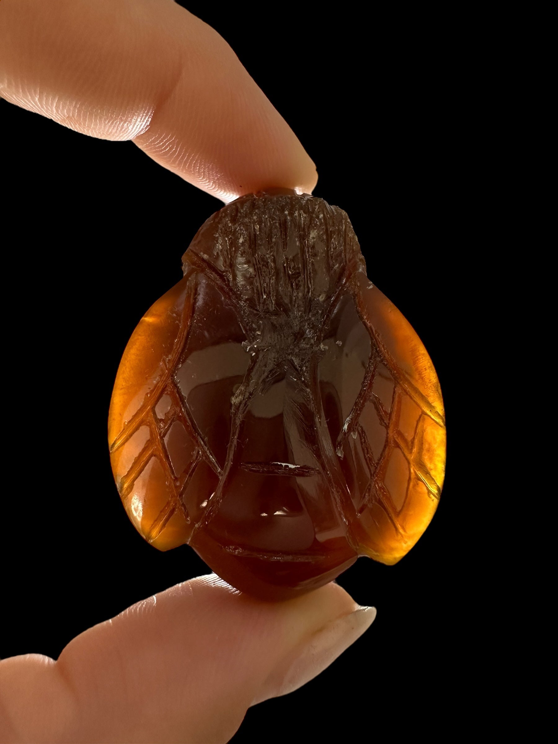 Amber bee – Sumatra, Indonesia - JV009