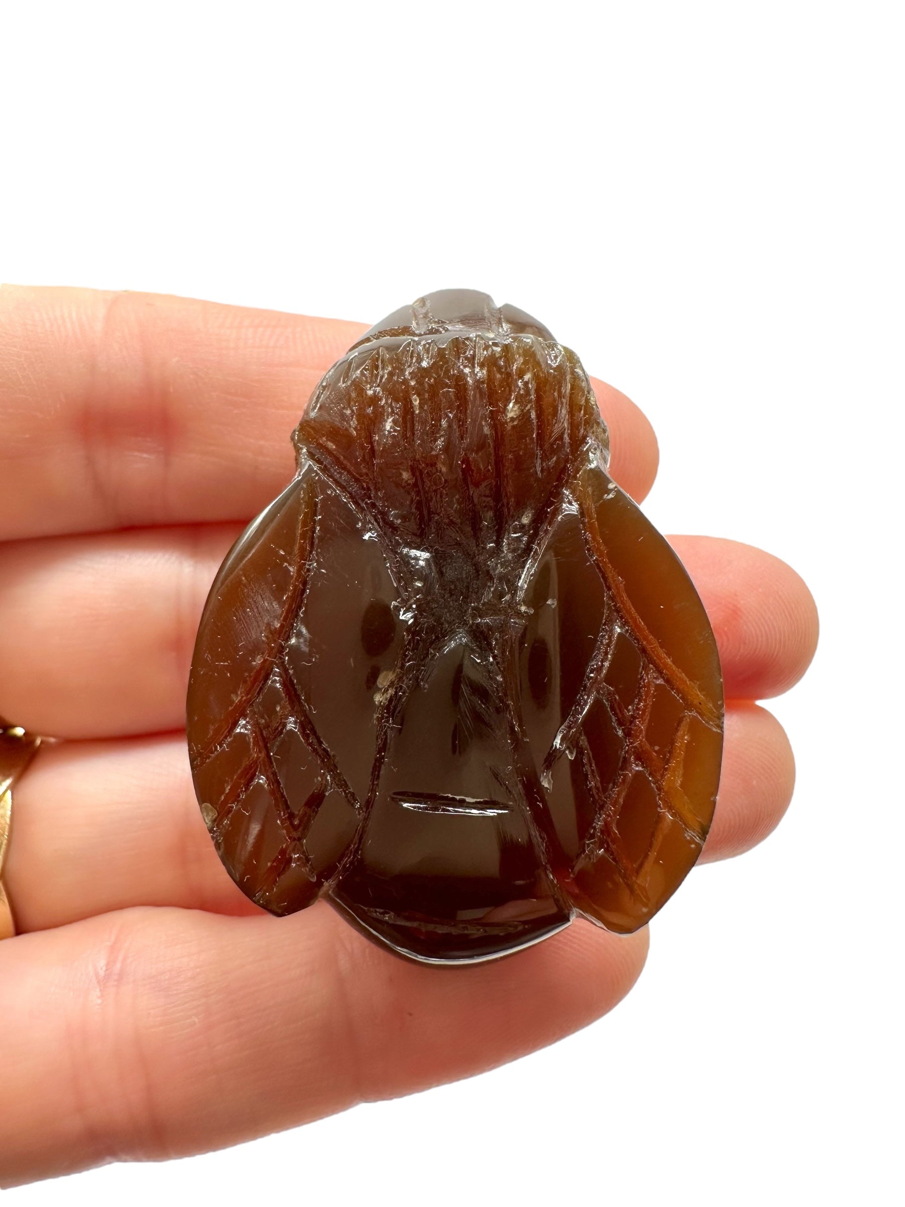 Amber bee – Sumatra, Indonesia