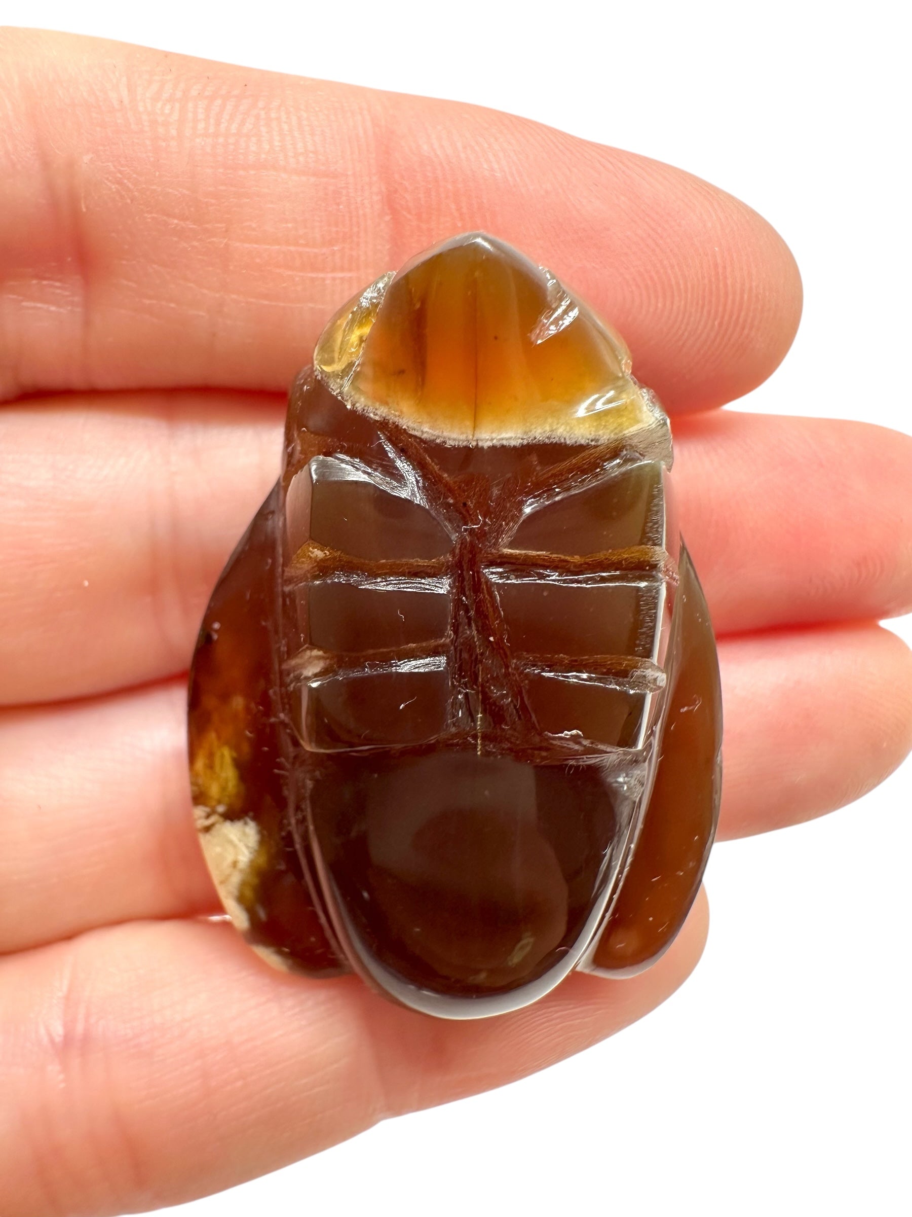 Amber bee – Sumatra, Indonesia - JV010