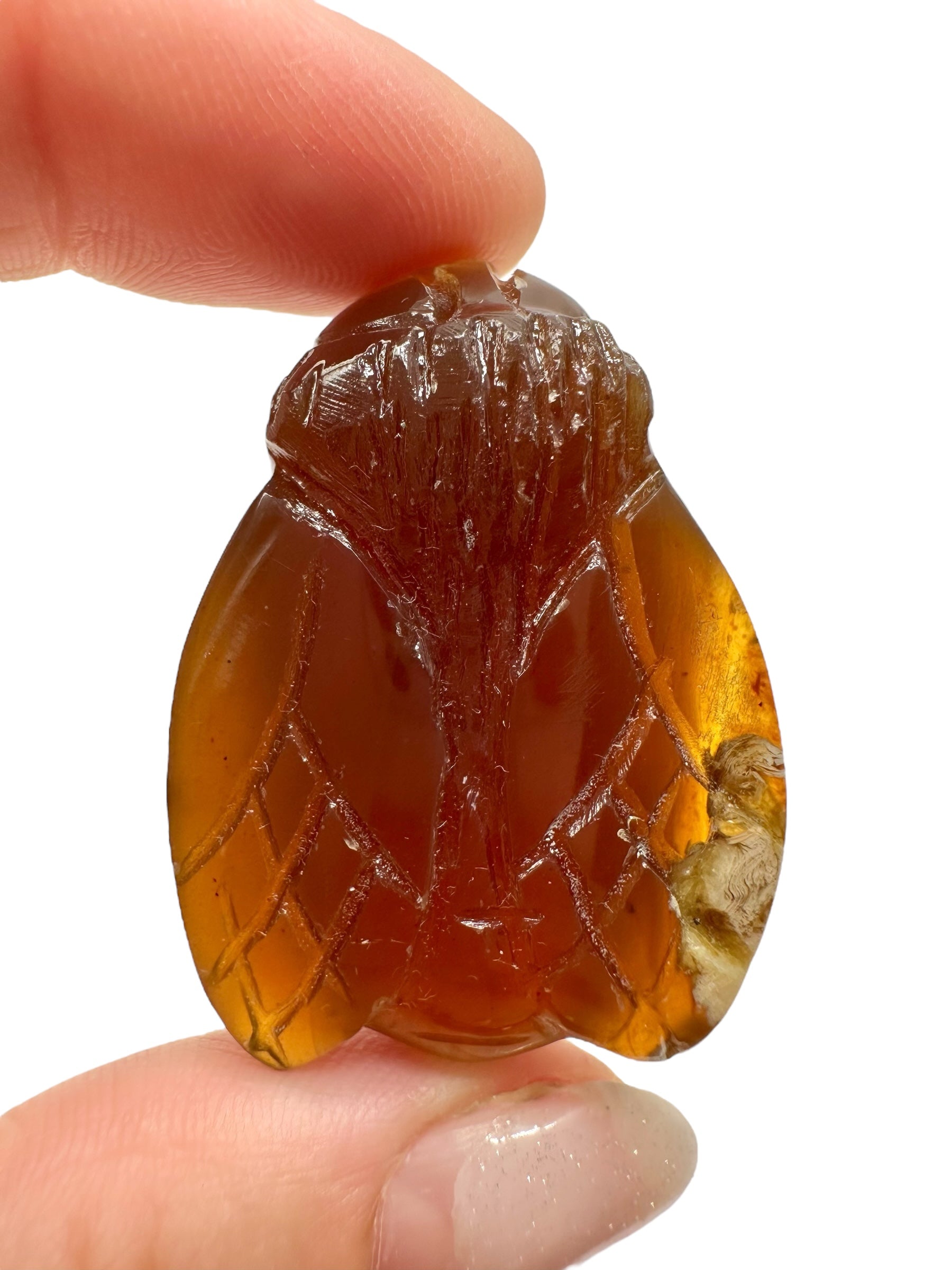 Amber bee – Sumatra, Indonesia - JV010