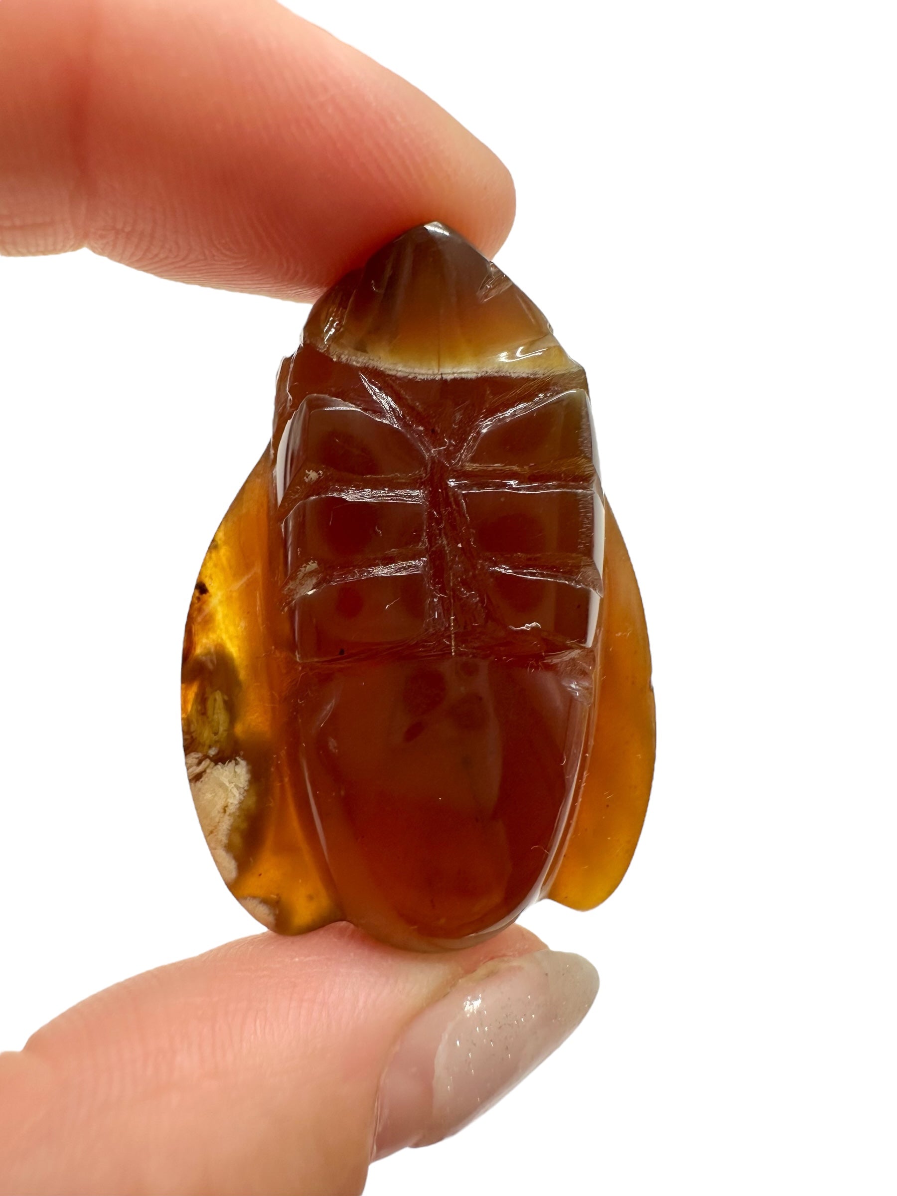 Amber bee – Sumatra, Indonesia - JV010