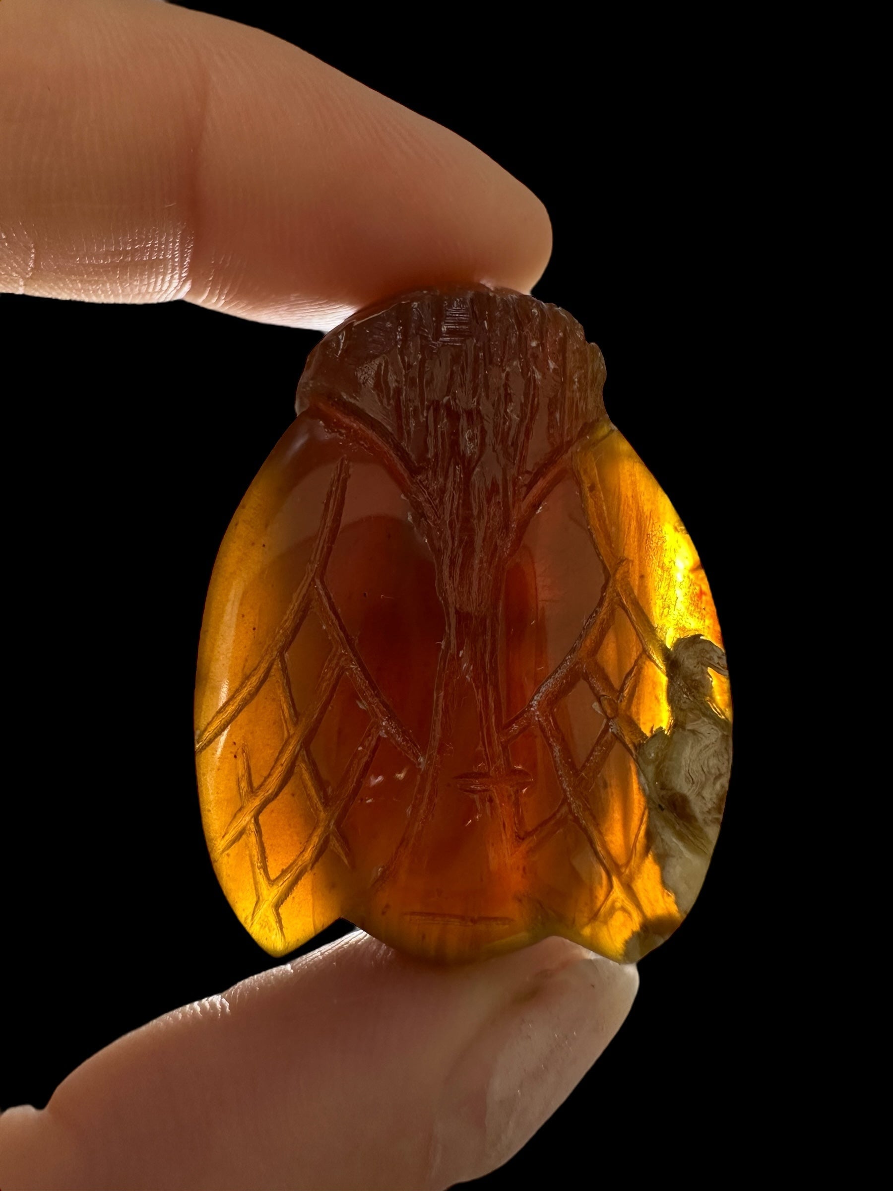 Amber bee – Sumatra, Indonesia - JV010