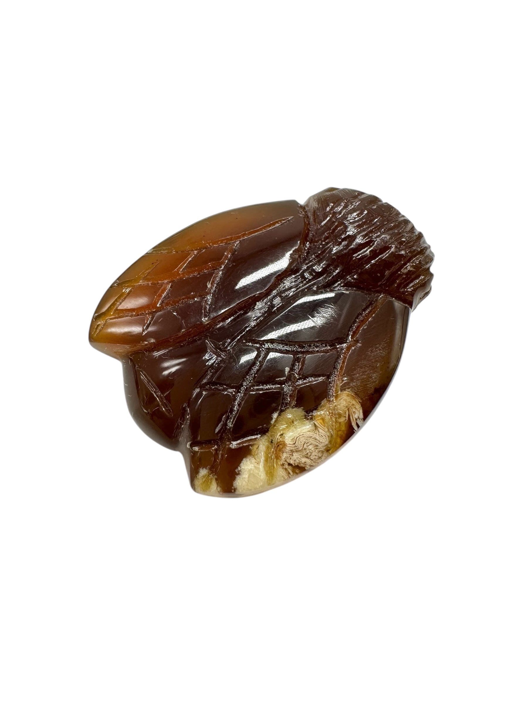 Amber bee – Sumatra, Indonesia - JV010