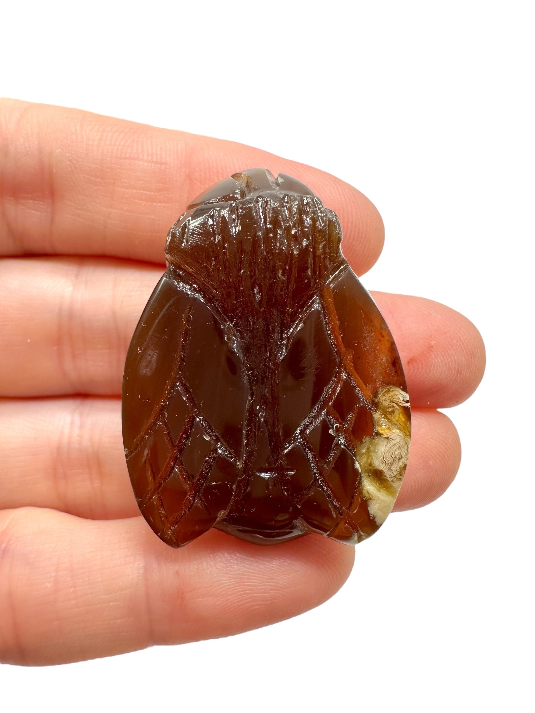 Amber bee – Sumatra, Indonesia