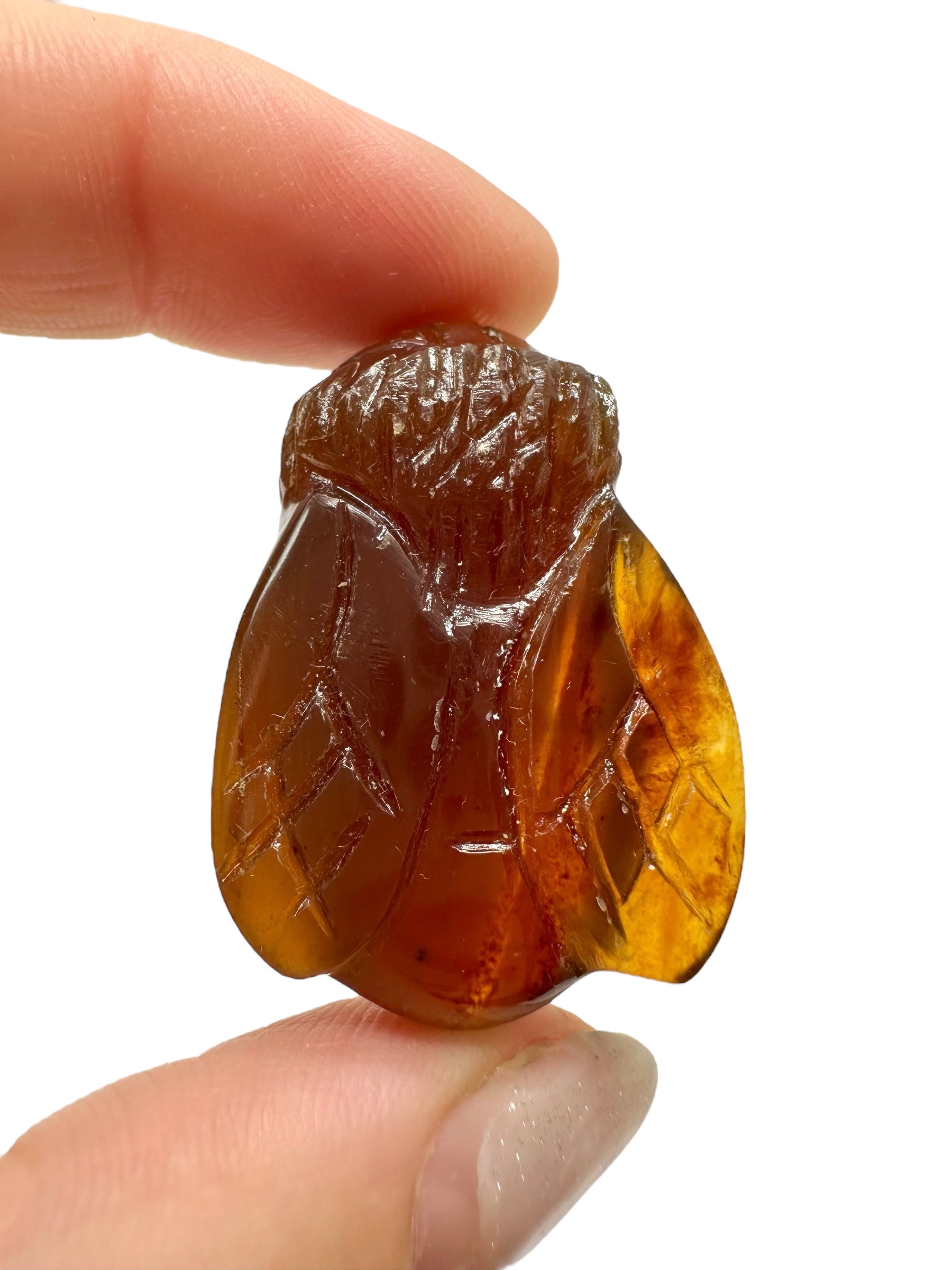 Amber bee – Sumatra, Indonesia - JV012