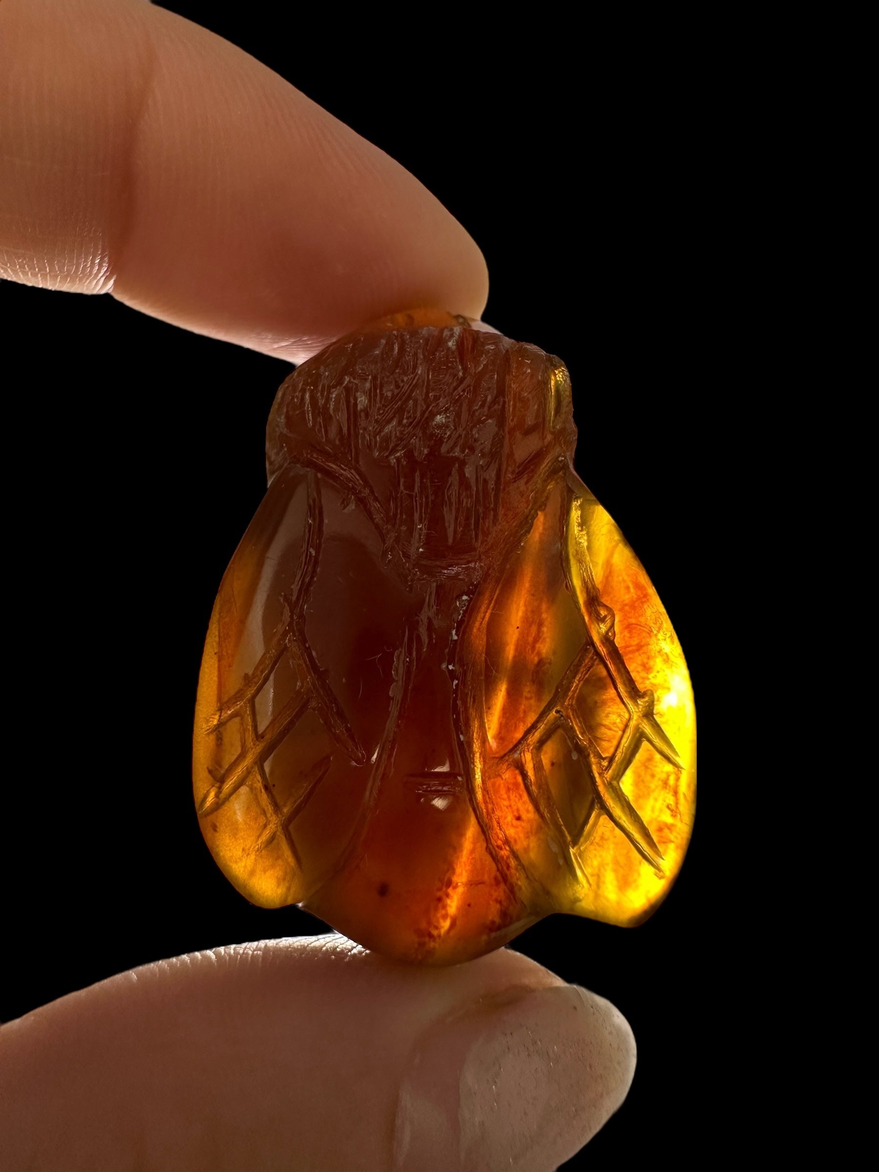 Amber bee – Sumatra, Indonesia - JV012