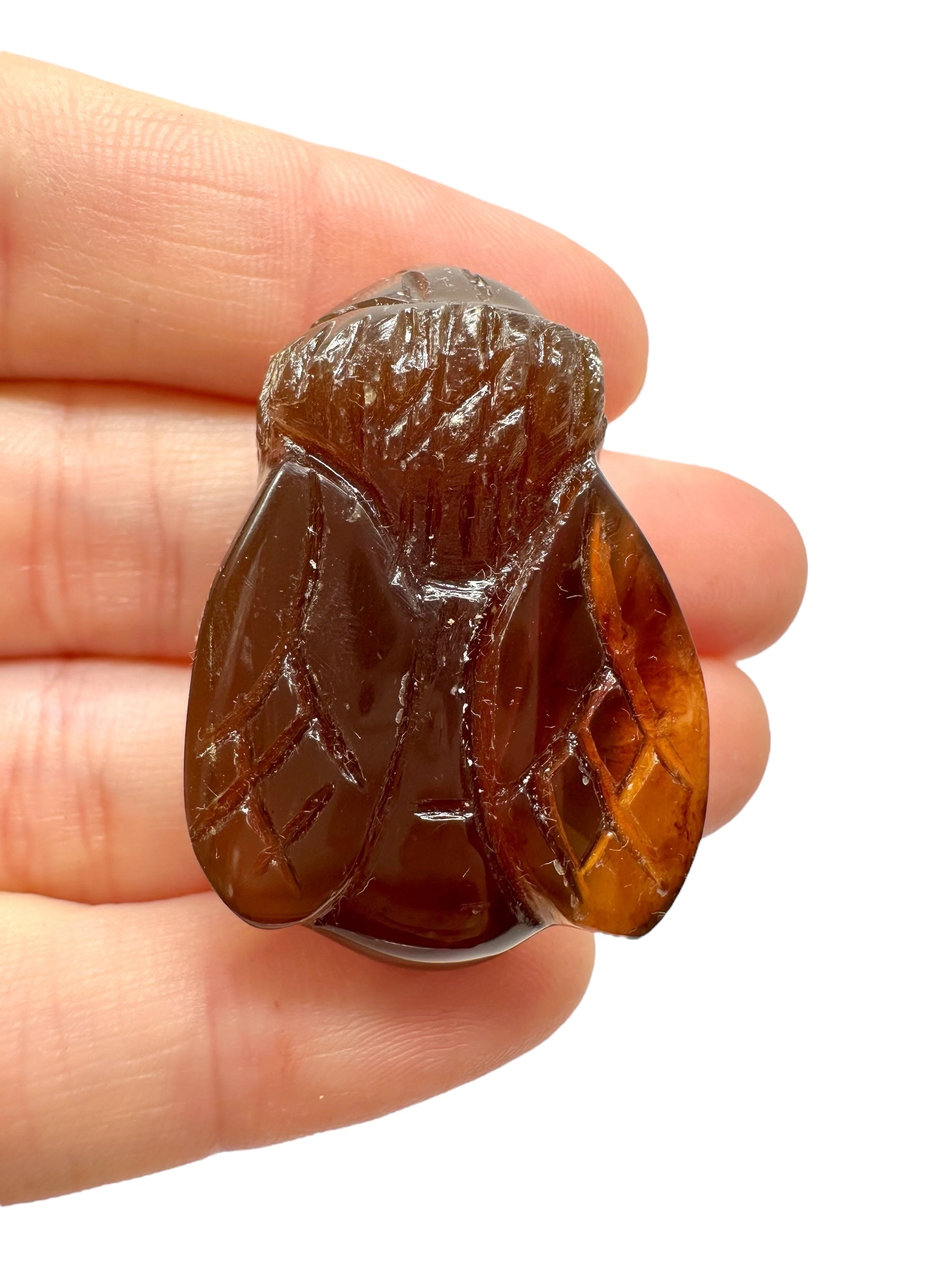 Amber bee – Sumatra, Indonesia