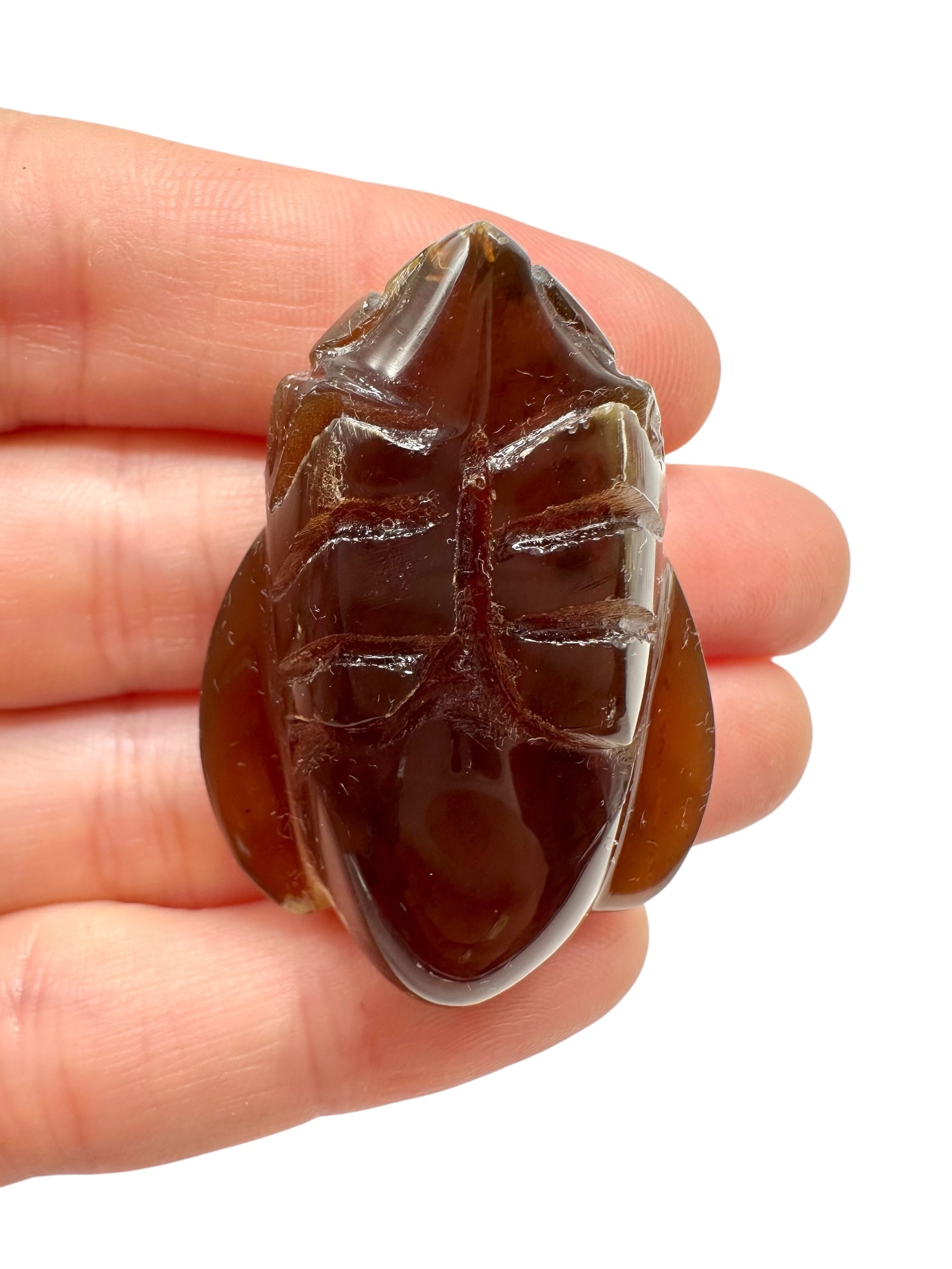 Amber bee – Sumatra, Indonesia - JV013