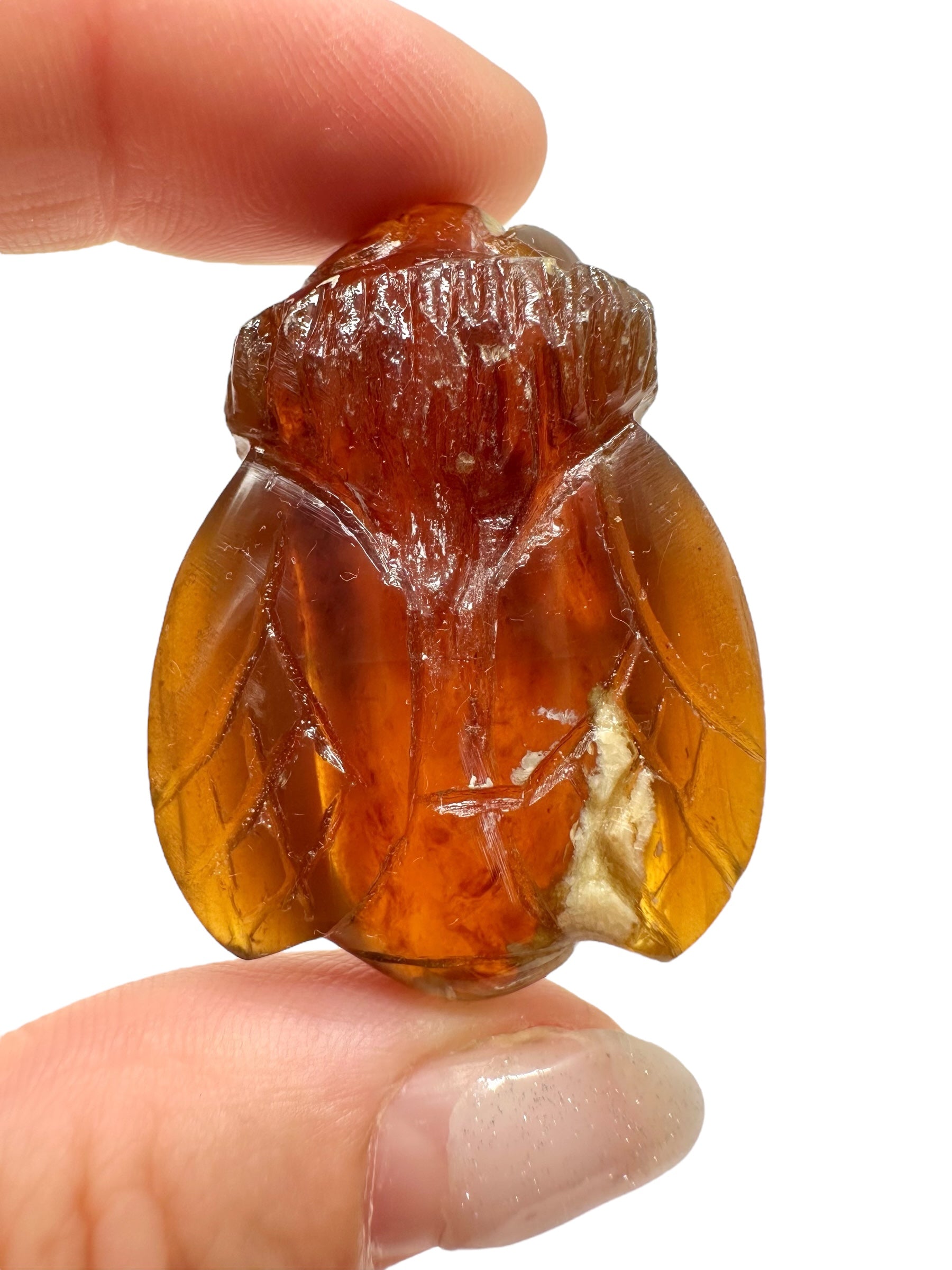Amber bee – Sumatra, Indonesia - JV013