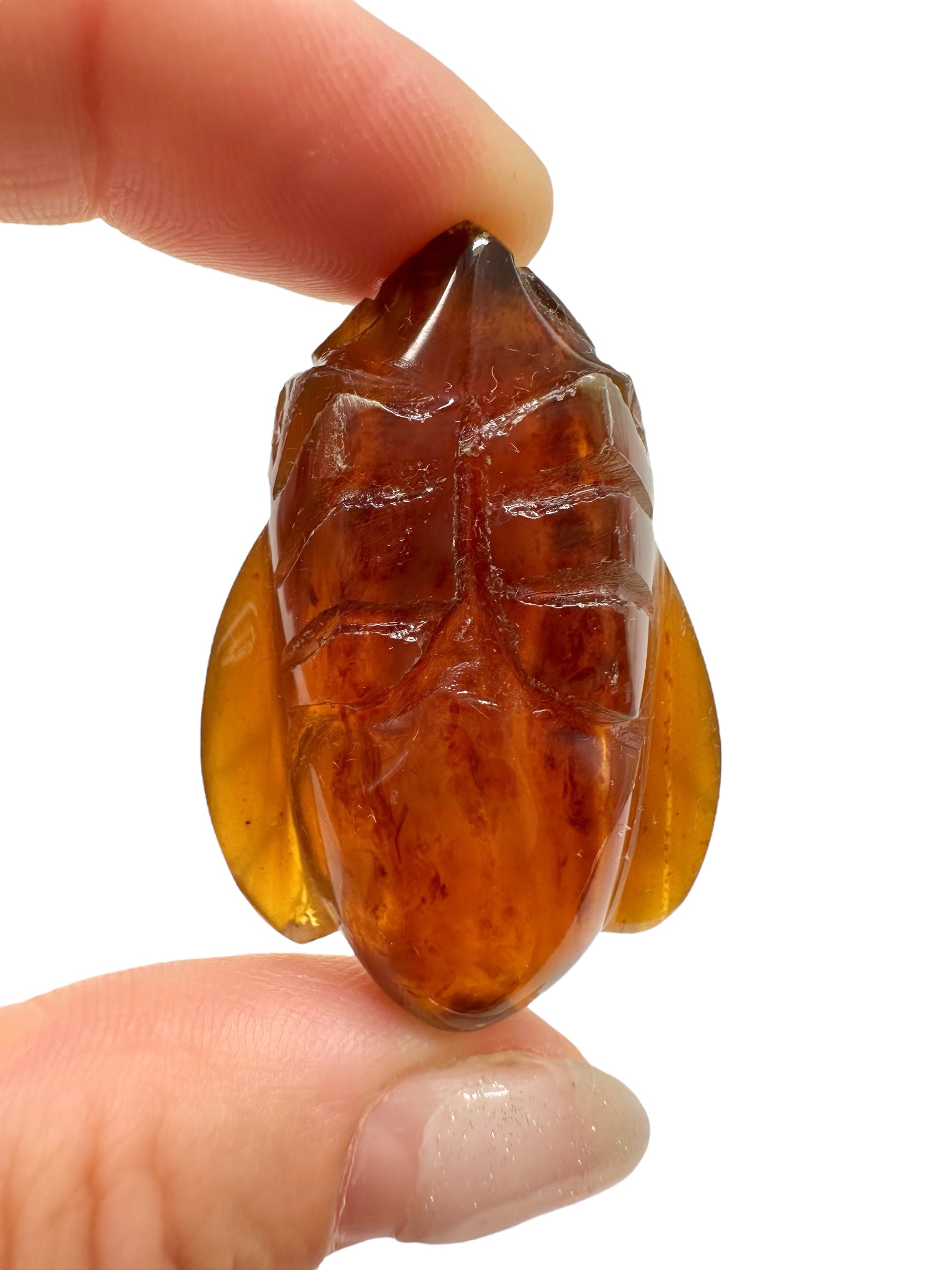 Amber bee – Sumatra, Indonesia - JV013