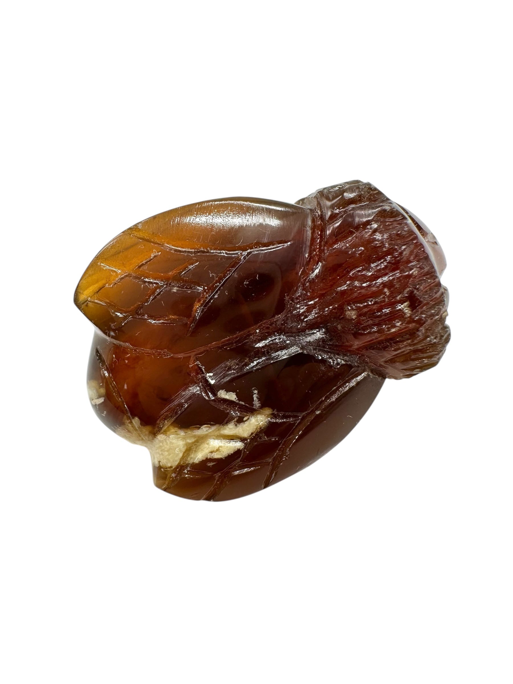 Amber bee – Sumatra, Indonesia - JV013