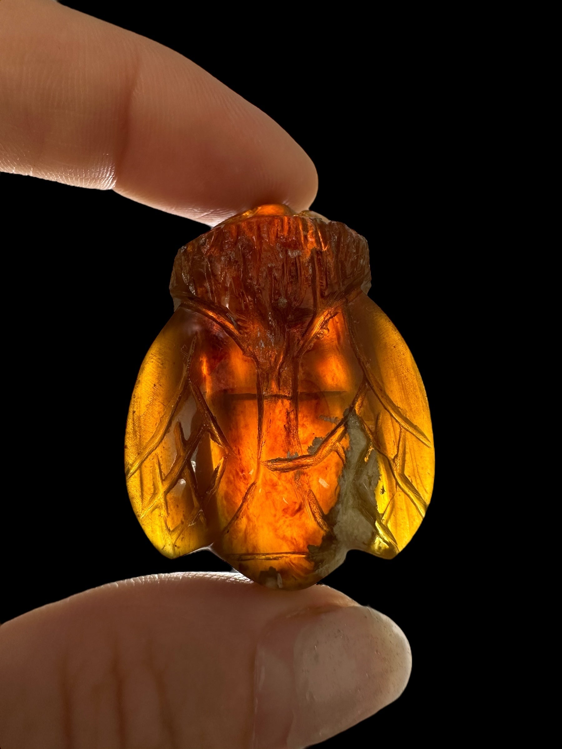 Amber bee – Sumatra, Indonesia - JV013
