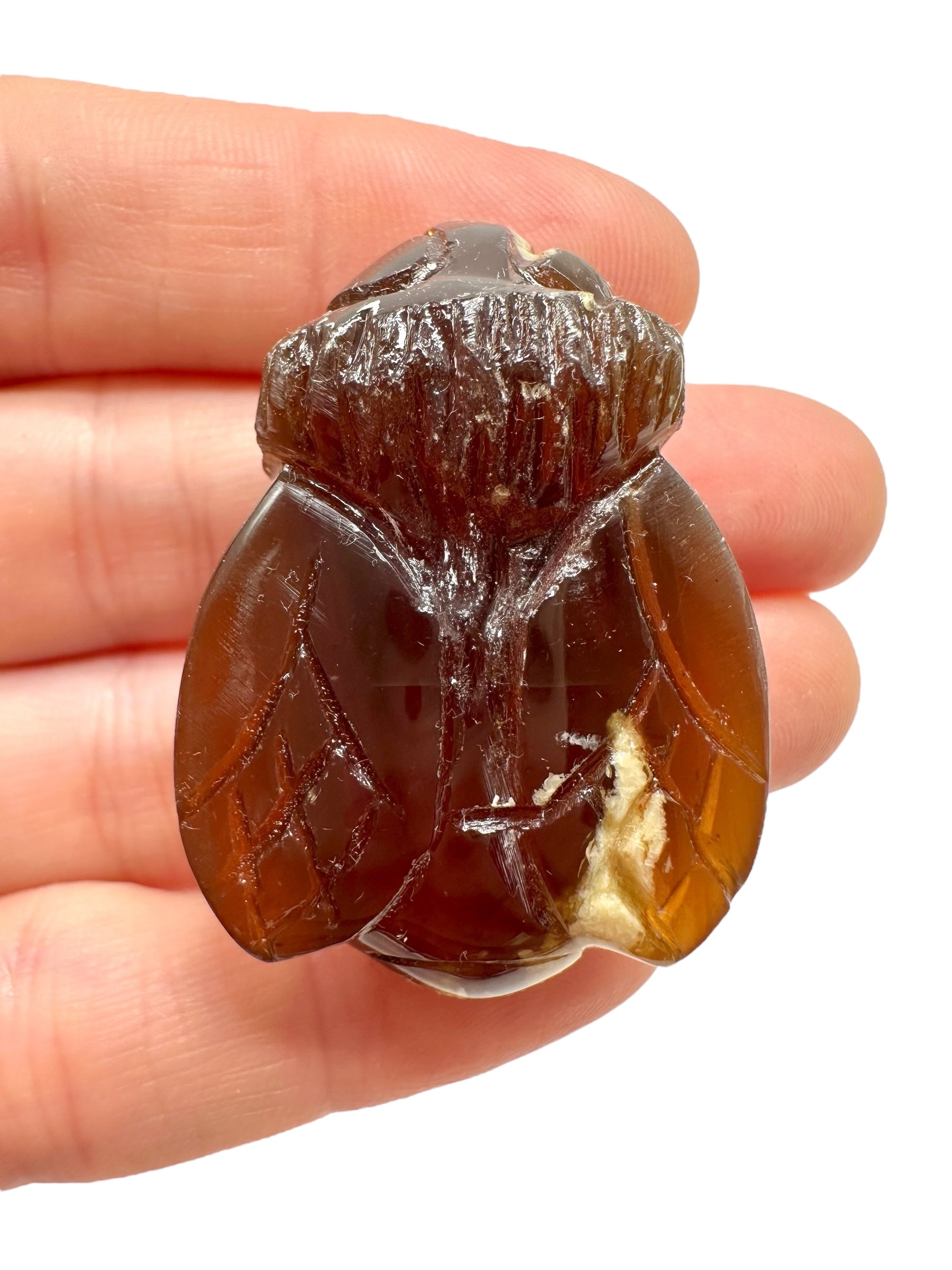 Amber bee – Sumatra, Indonesia
