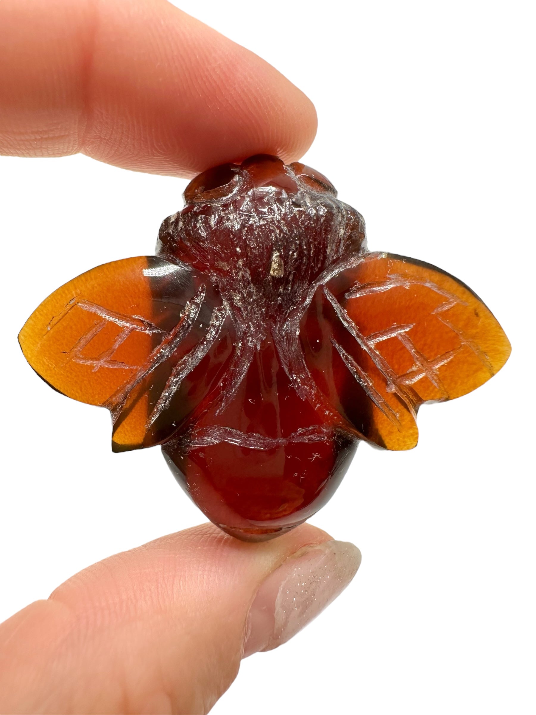 Amber bee – Sumatra, Indonesia - JV014