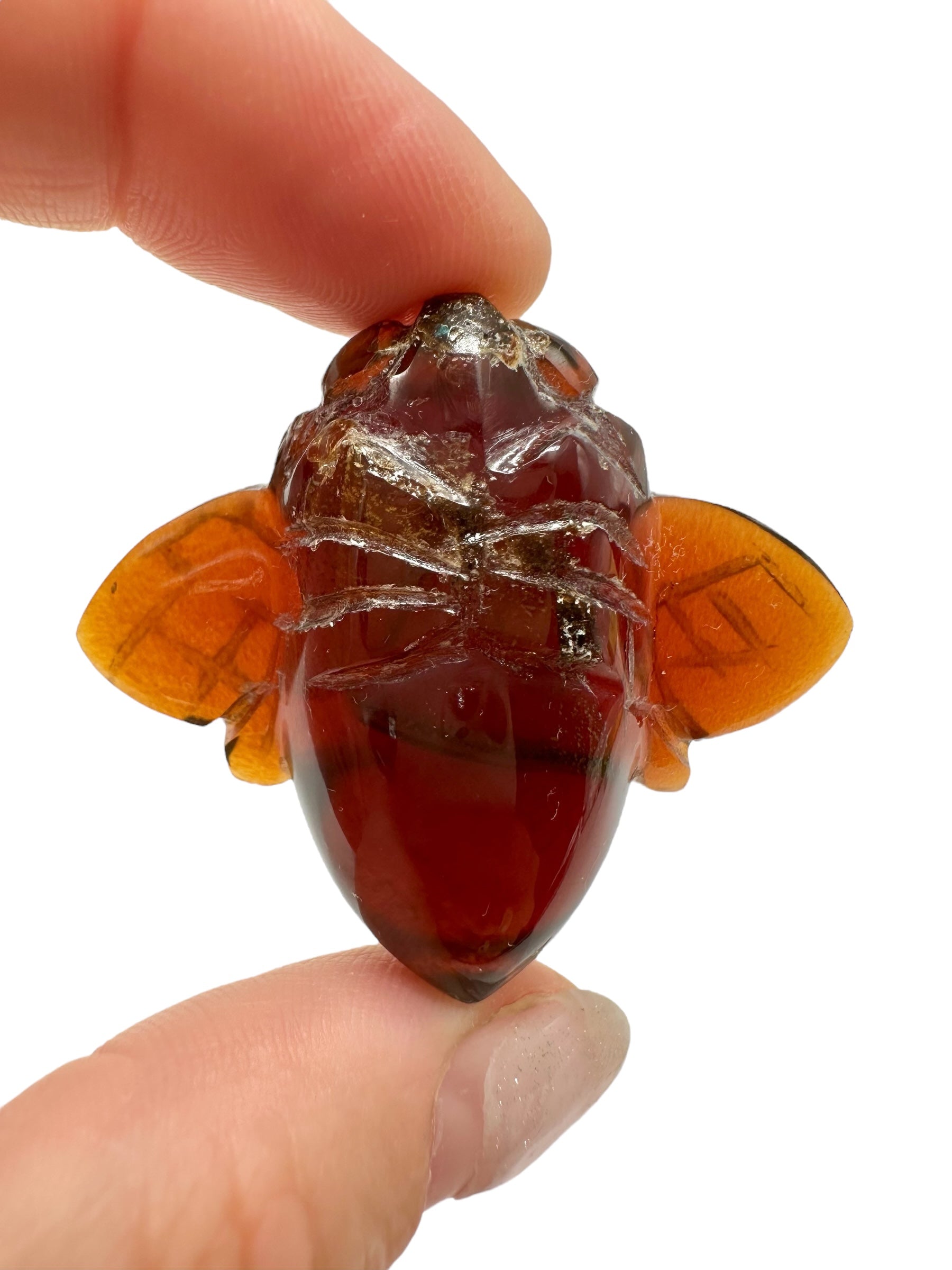 Amber bee – Sumatra, Indonesia - JV014