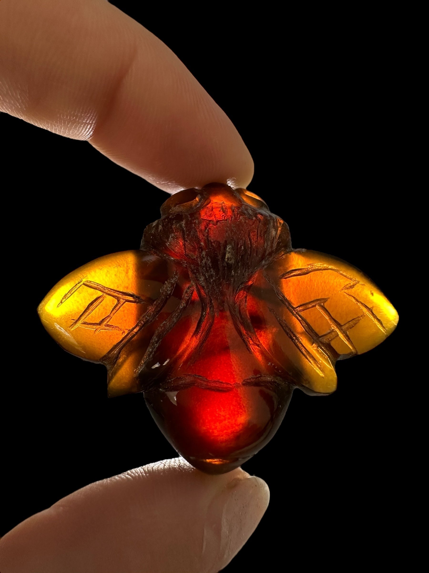 Amber bee – Sumatra, Indonesia - JV014