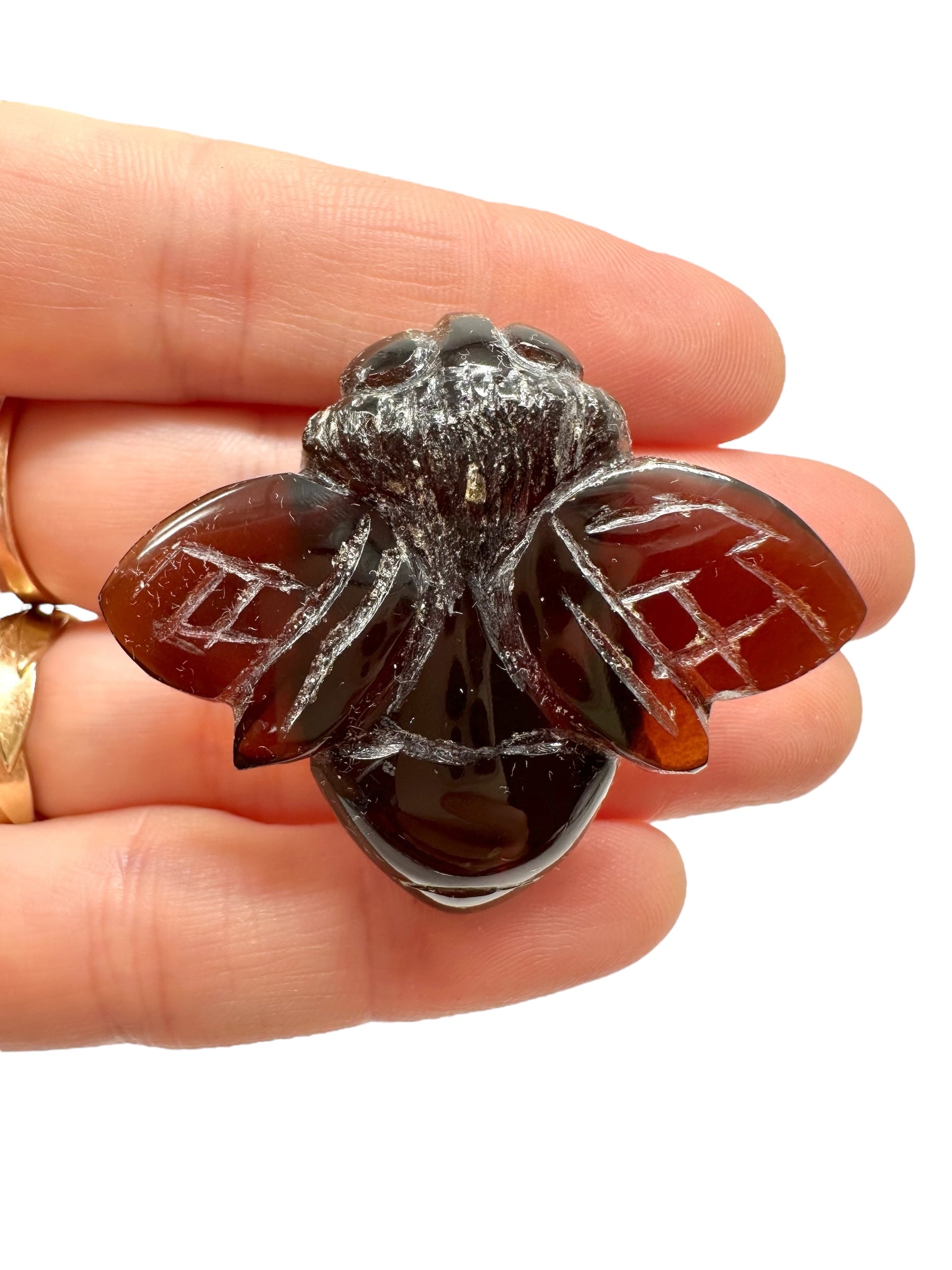 Amber bee – Sumatra, Indonesia