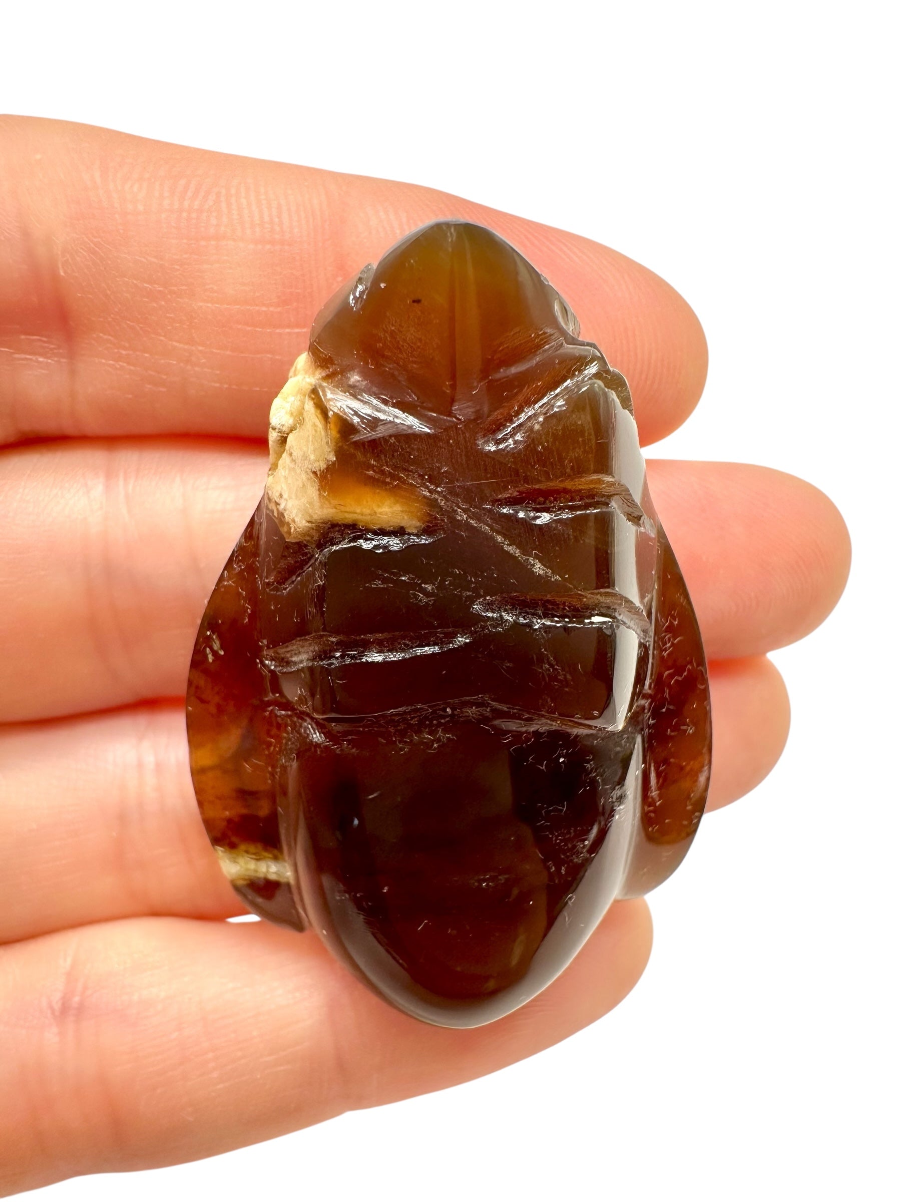 Amber bee – Sumatra, Indonesia - JV016