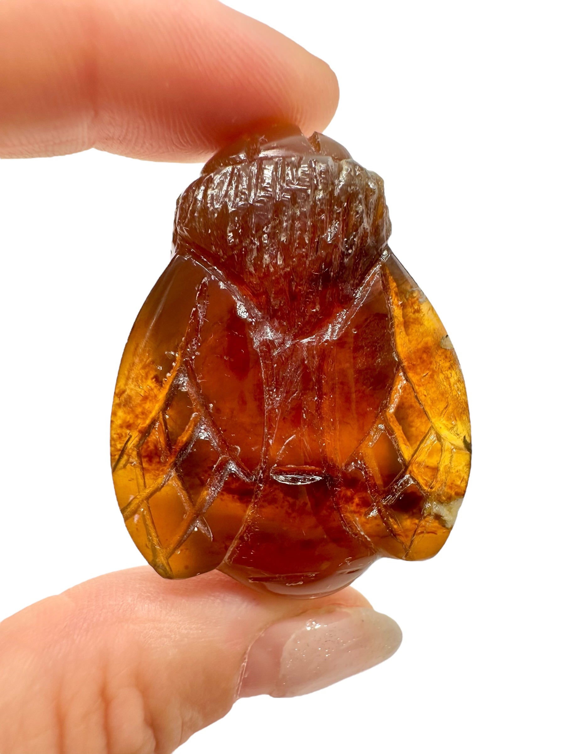 Amber bee – Sumatra, Indonesia - JV016