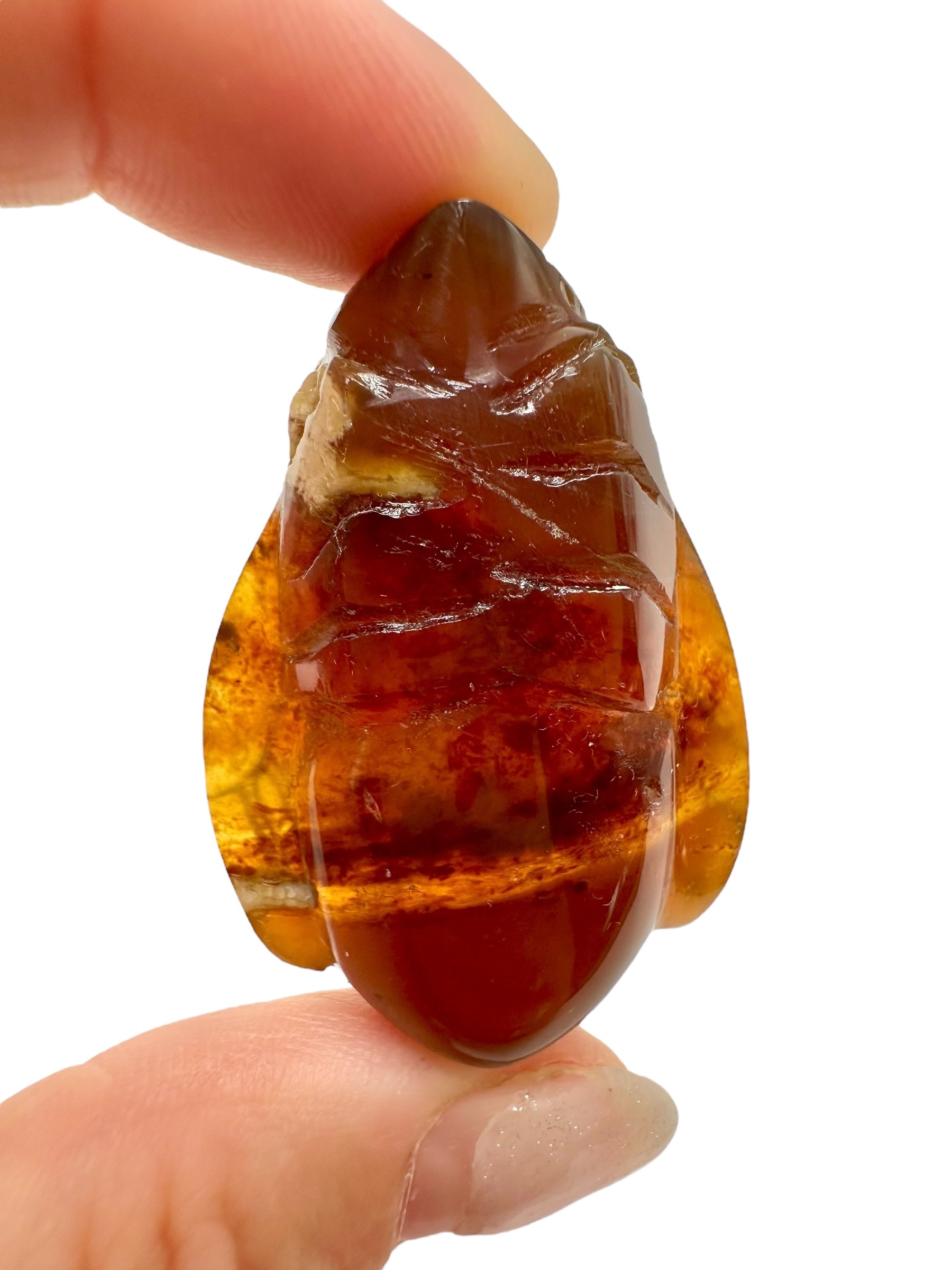 Amber bee – Sumatra, Indonesia - JV016