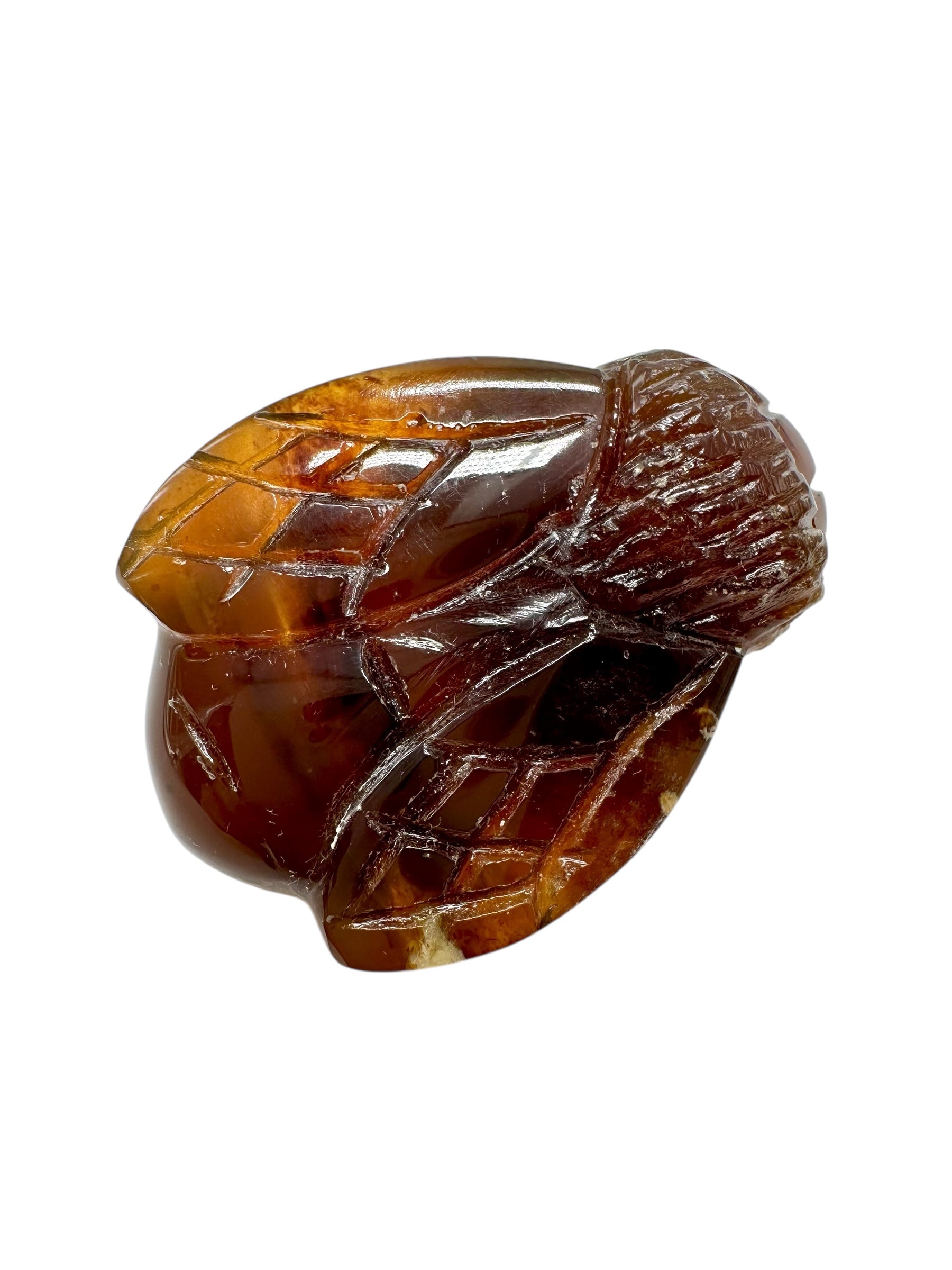 Amber bee – Sumatra, Indonesia - JV016