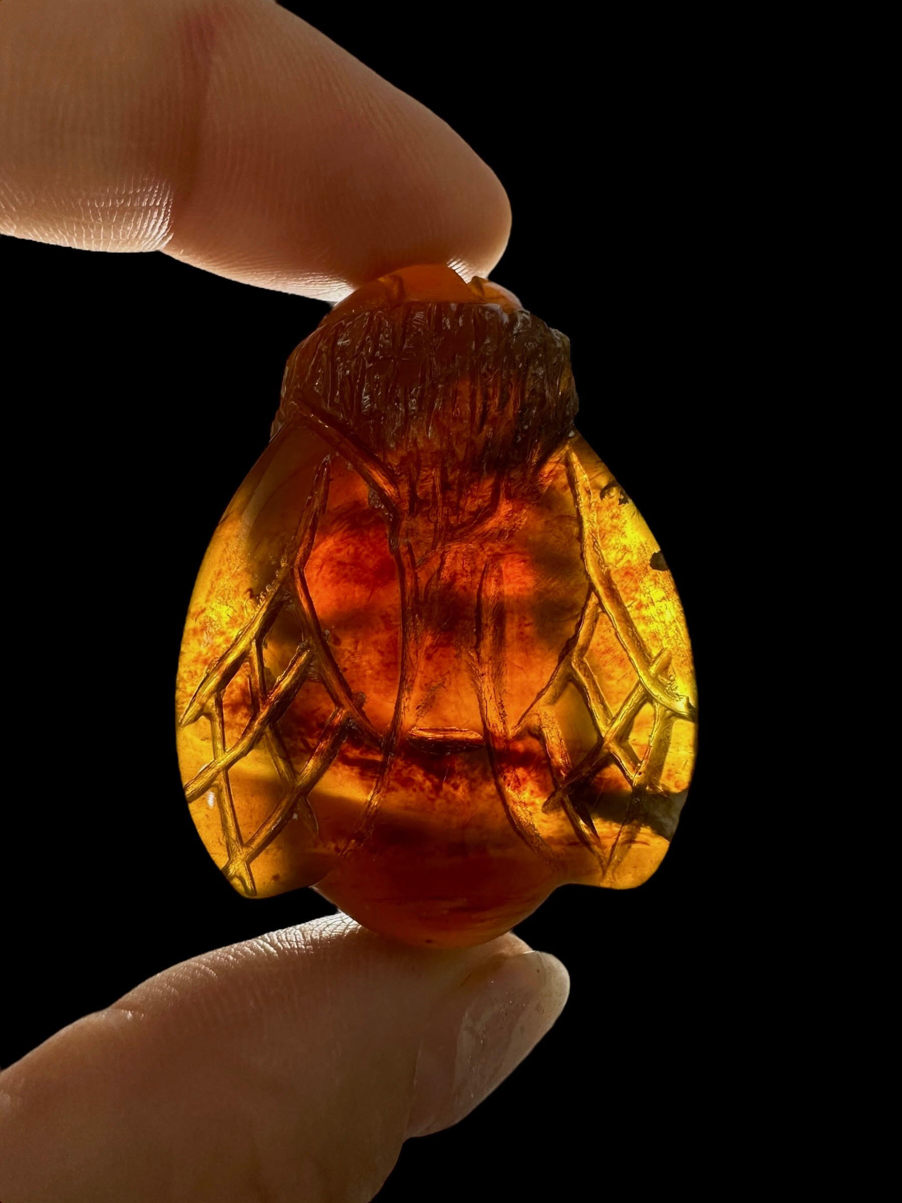 Amber bee – Sumatra, Indonesia - JV016