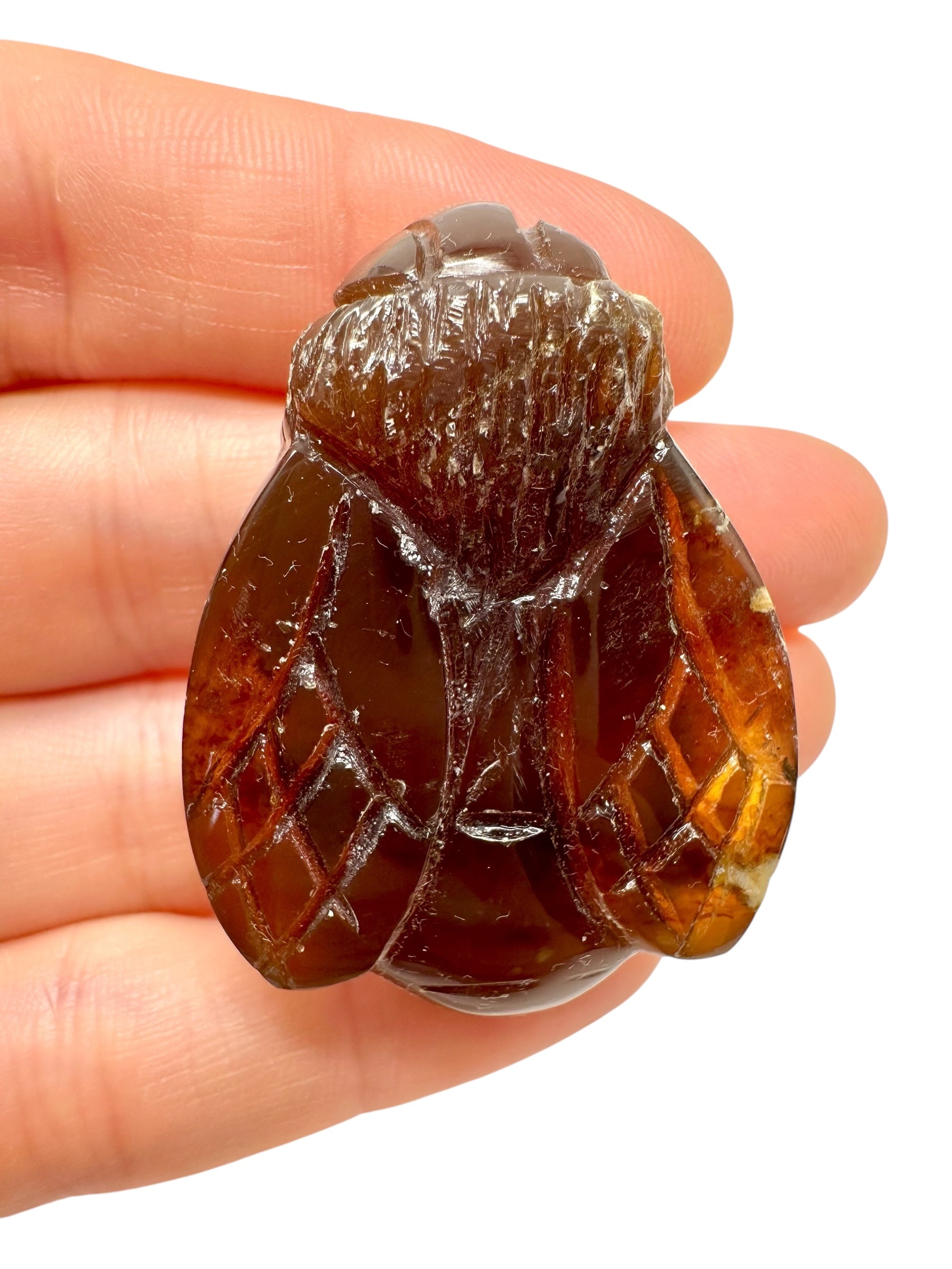Amber bee – Sumatra, Indonesia