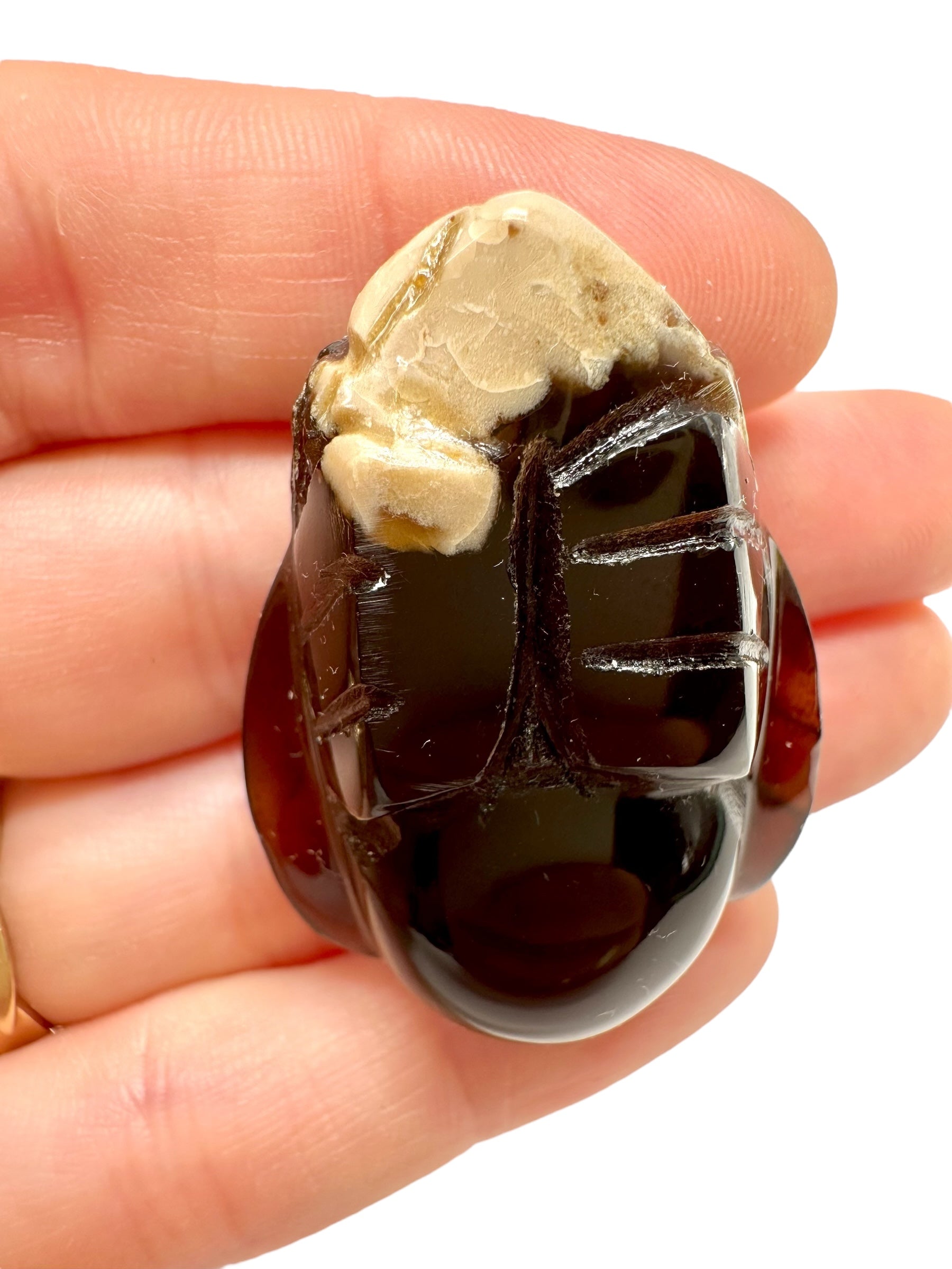 Amber bee – Sumatra, Indonesia - JV018