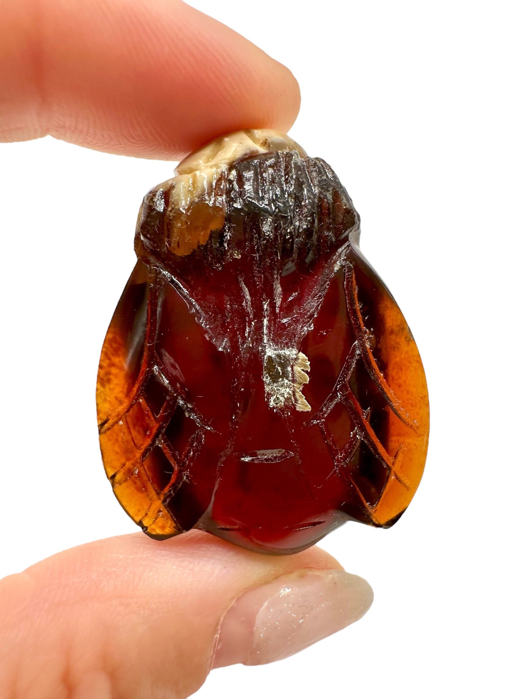 Amber bee – Sumatra, Indonesia - JV018