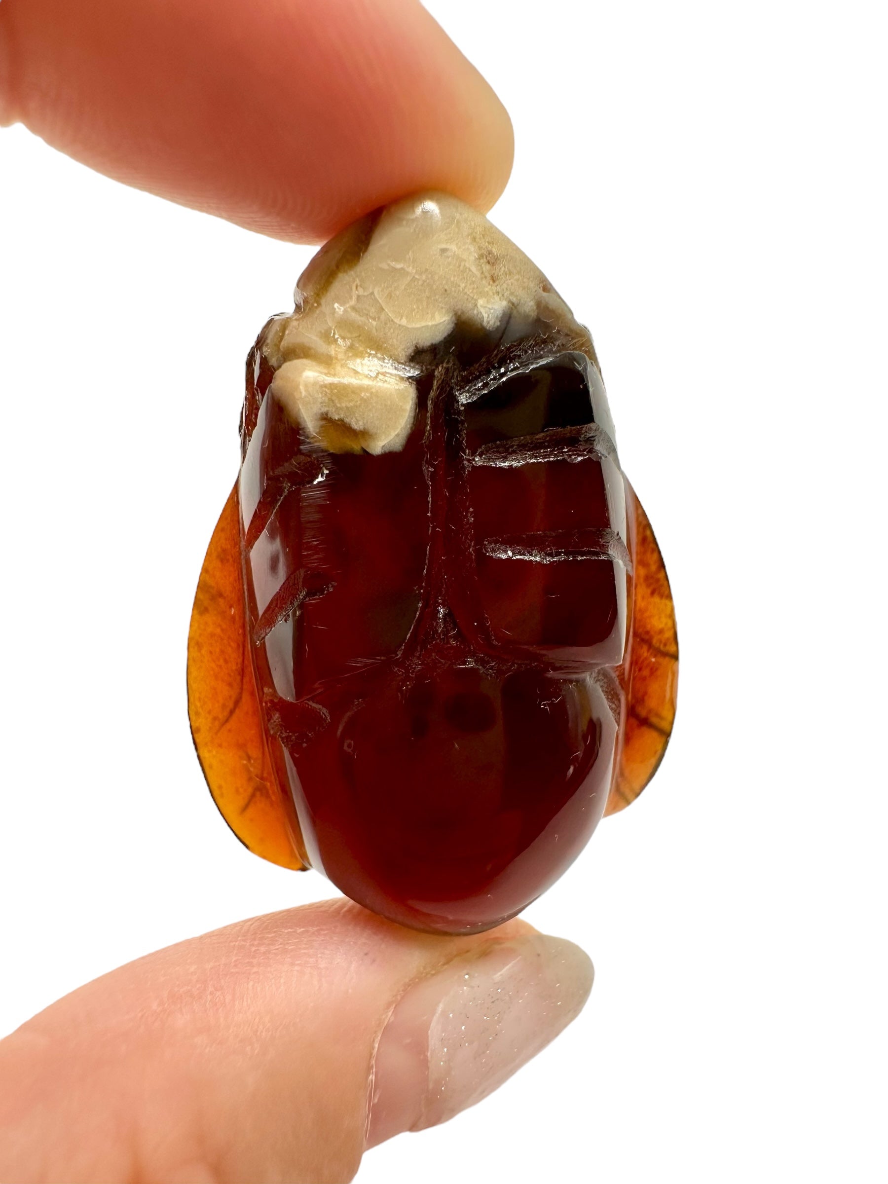 Amber bee – Sumatra, Indonesia - JV018