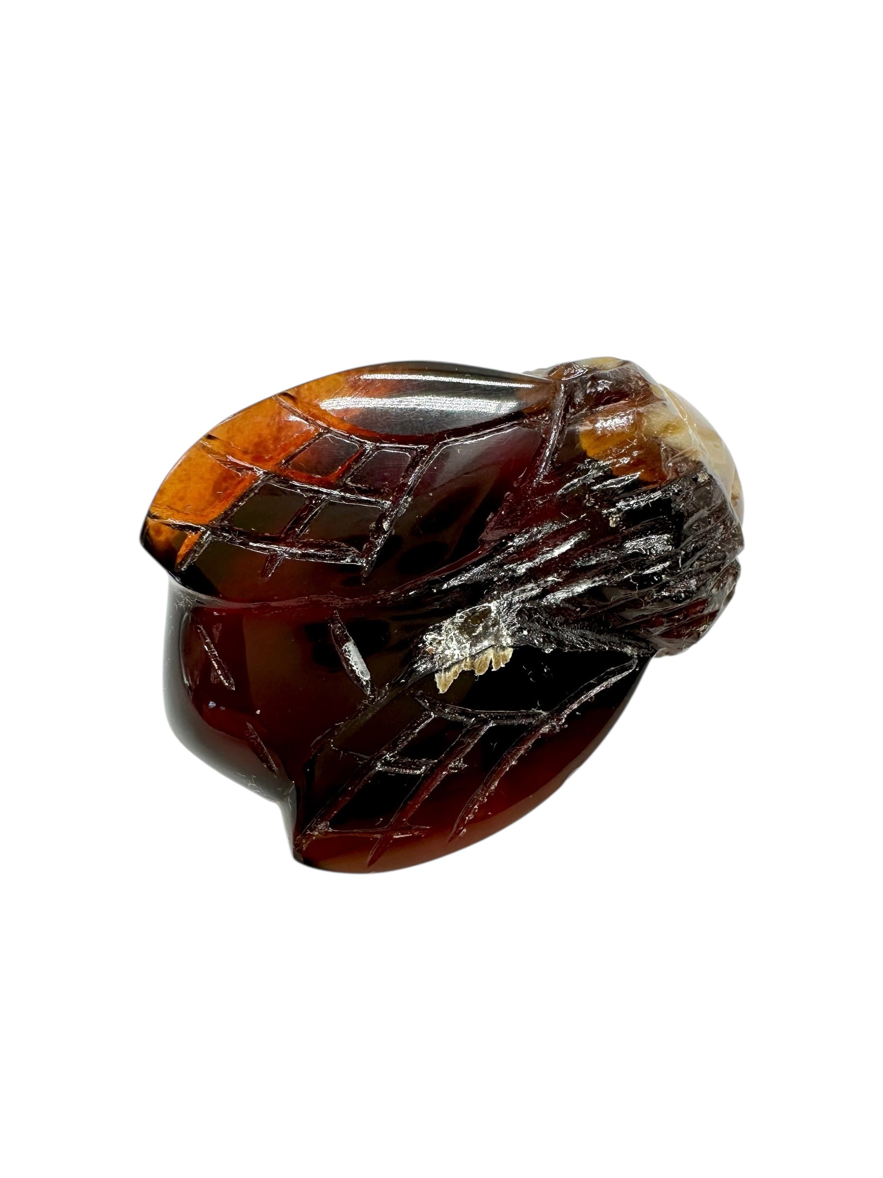 Amber bee – Sumatra, Indonesia - JV018