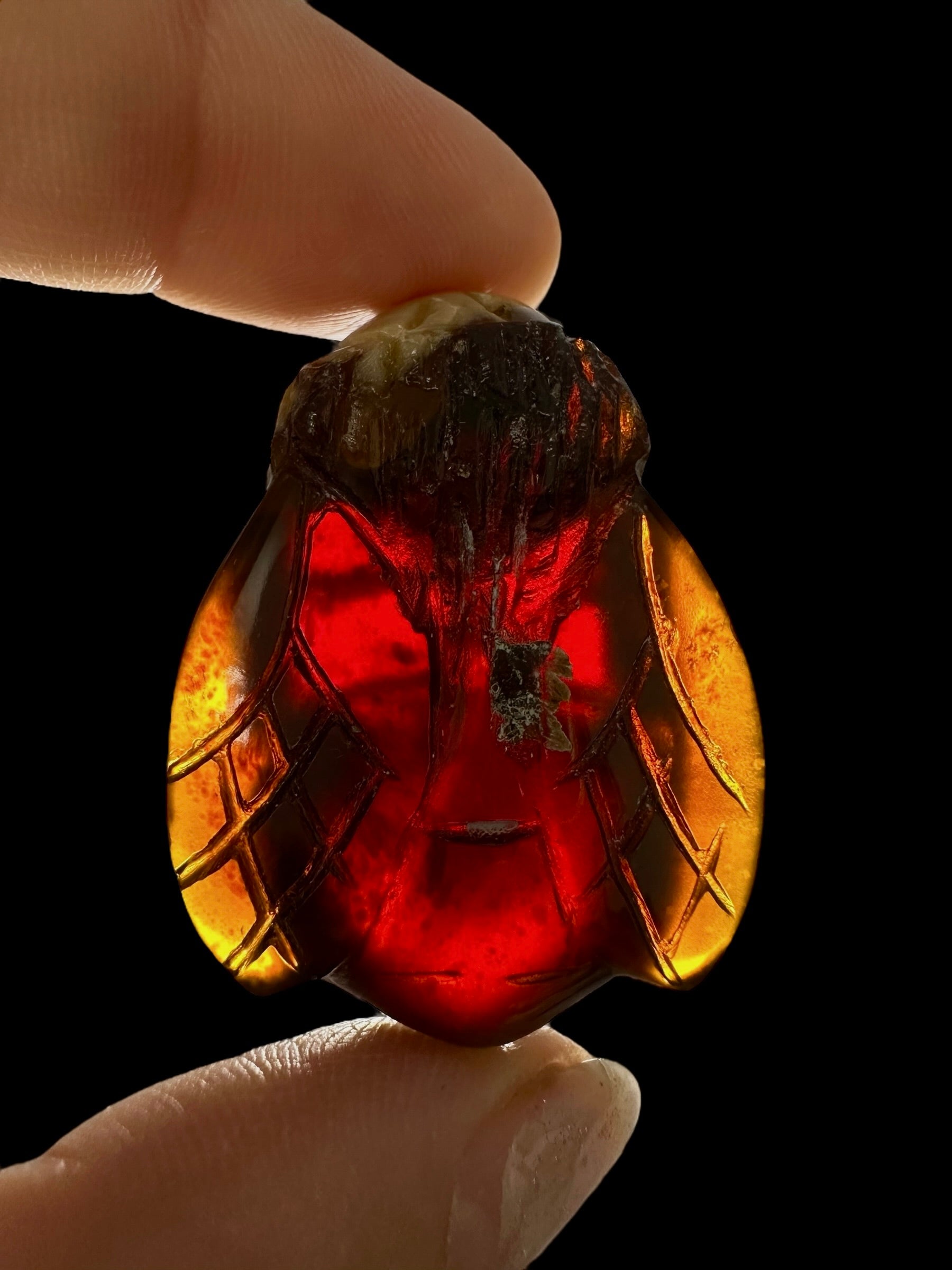 Amber bee – Sumatra, Indonesia - JV018