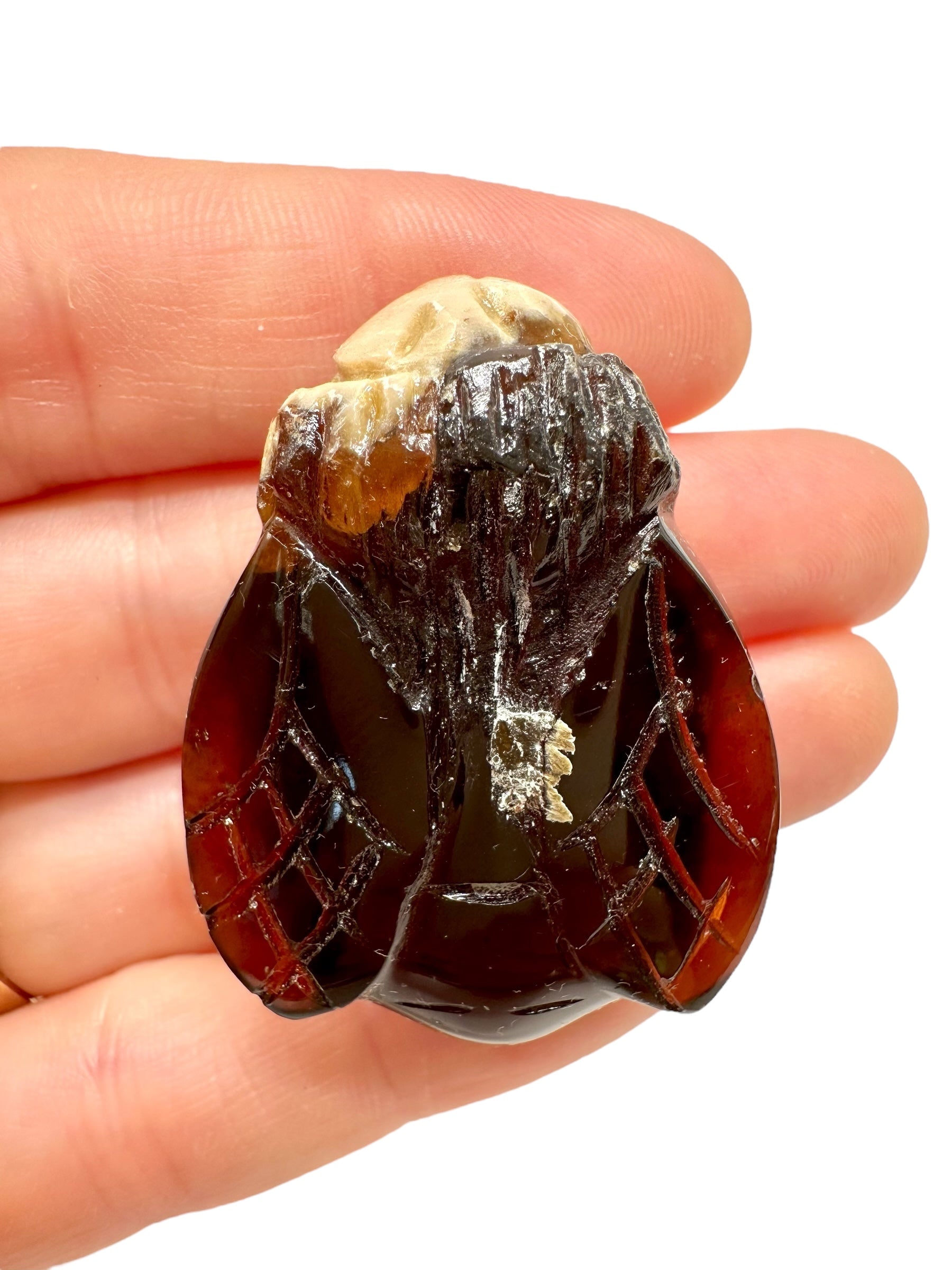 Amber bee – Sumatra, Indonesia