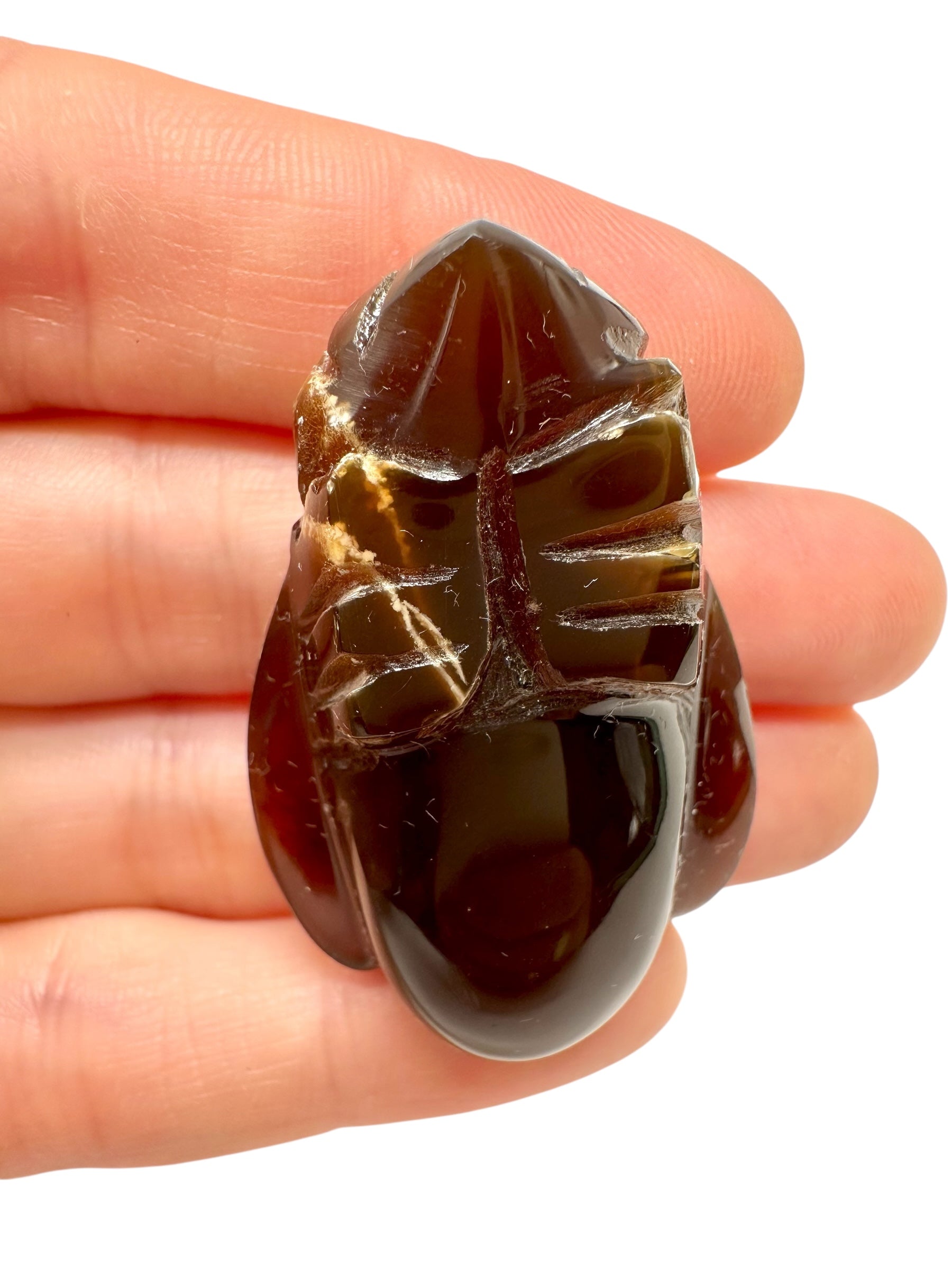 Amber bee – Sumatra, Indonesia - JV019