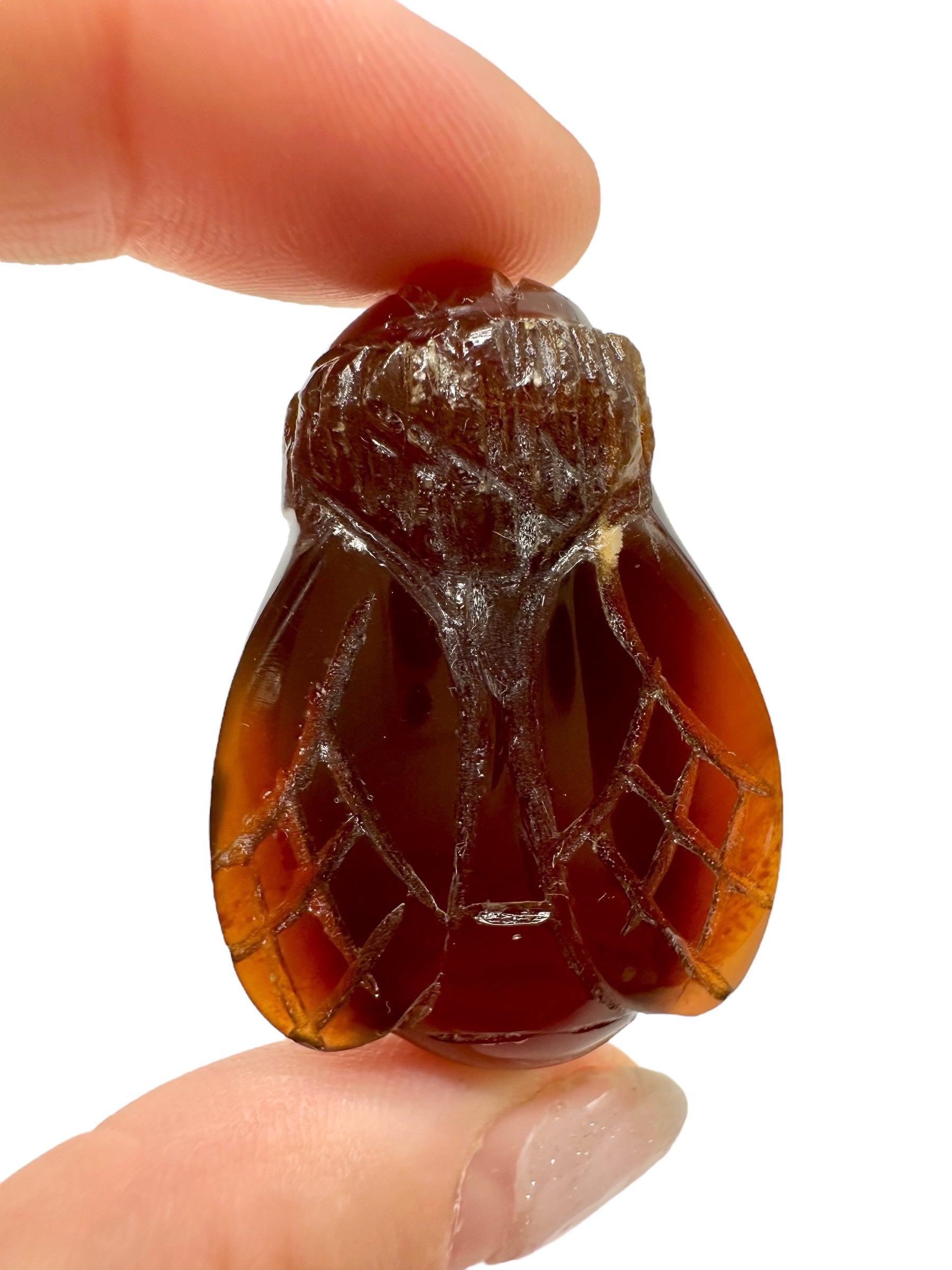 Amber bee – Sumatra, Indonesia - JV019