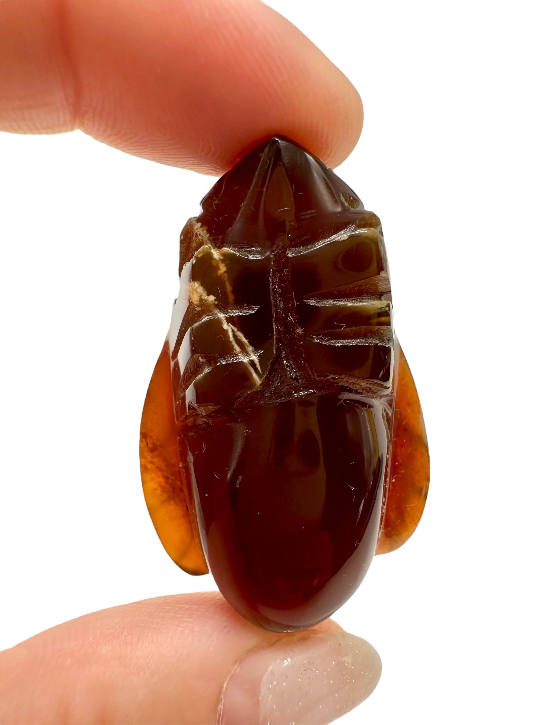 Amber bee – Sumatra, Indonesia - JV019