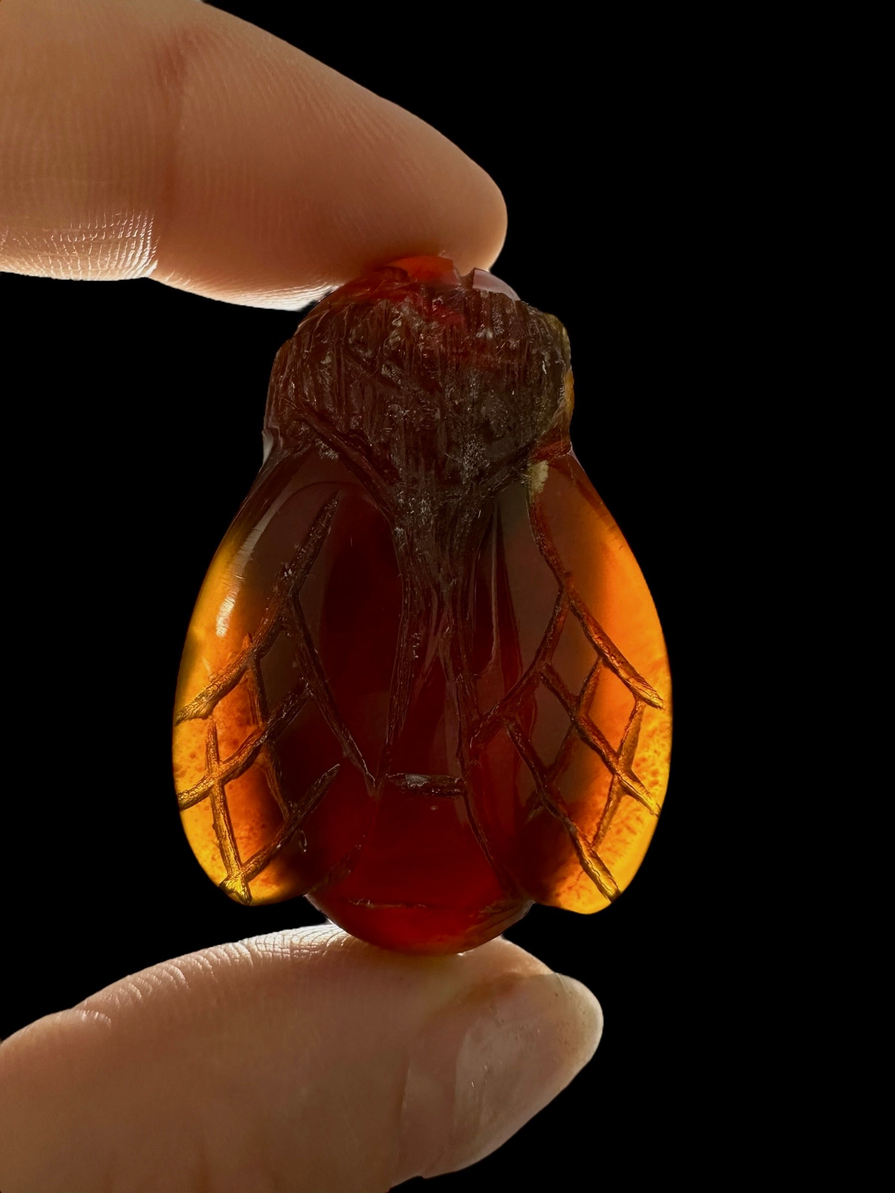 Amber bee – Sumatra, Indonesia - JV019