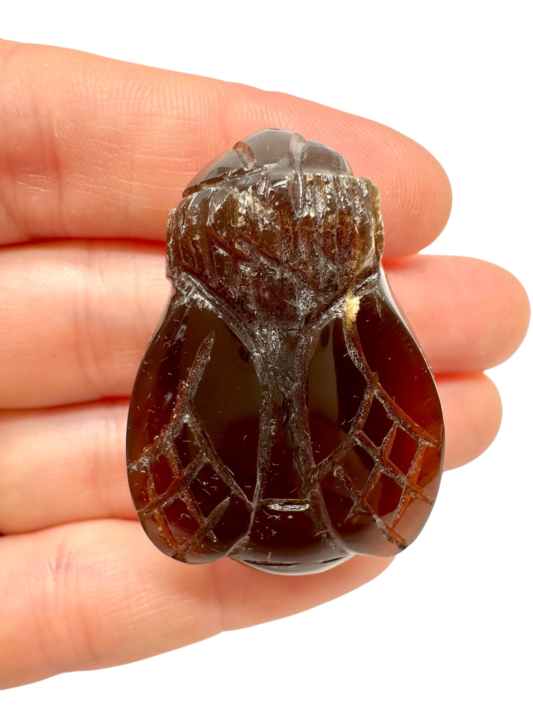Amber bee – Sumatra, Indonesia