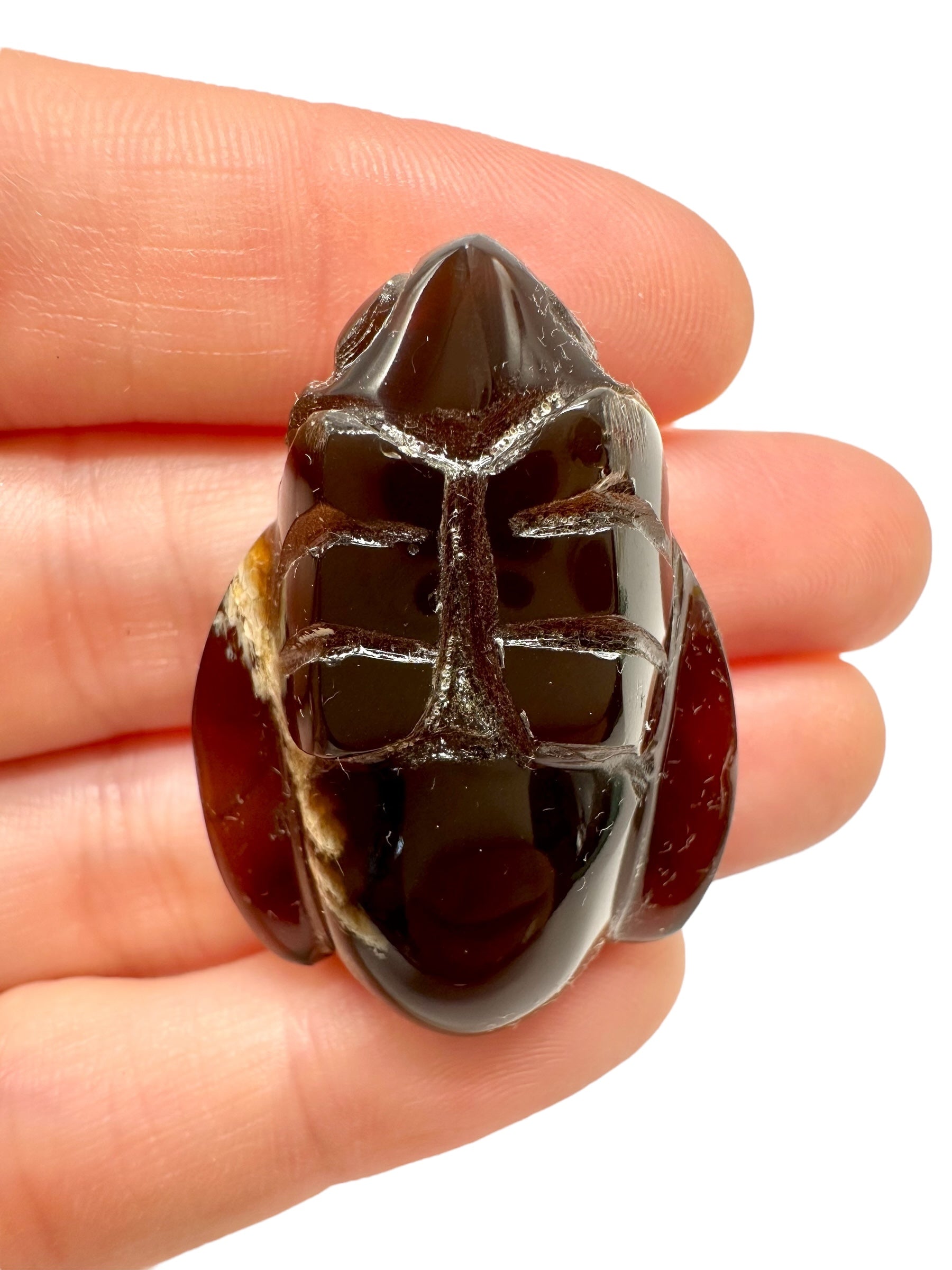 Amber bee – Sumatra, Indonesia - JV020